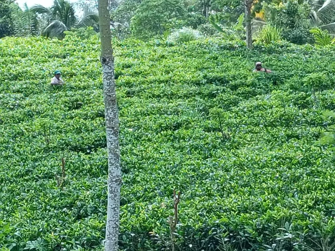 Rainforest Lodge, Deniyaya singheraja