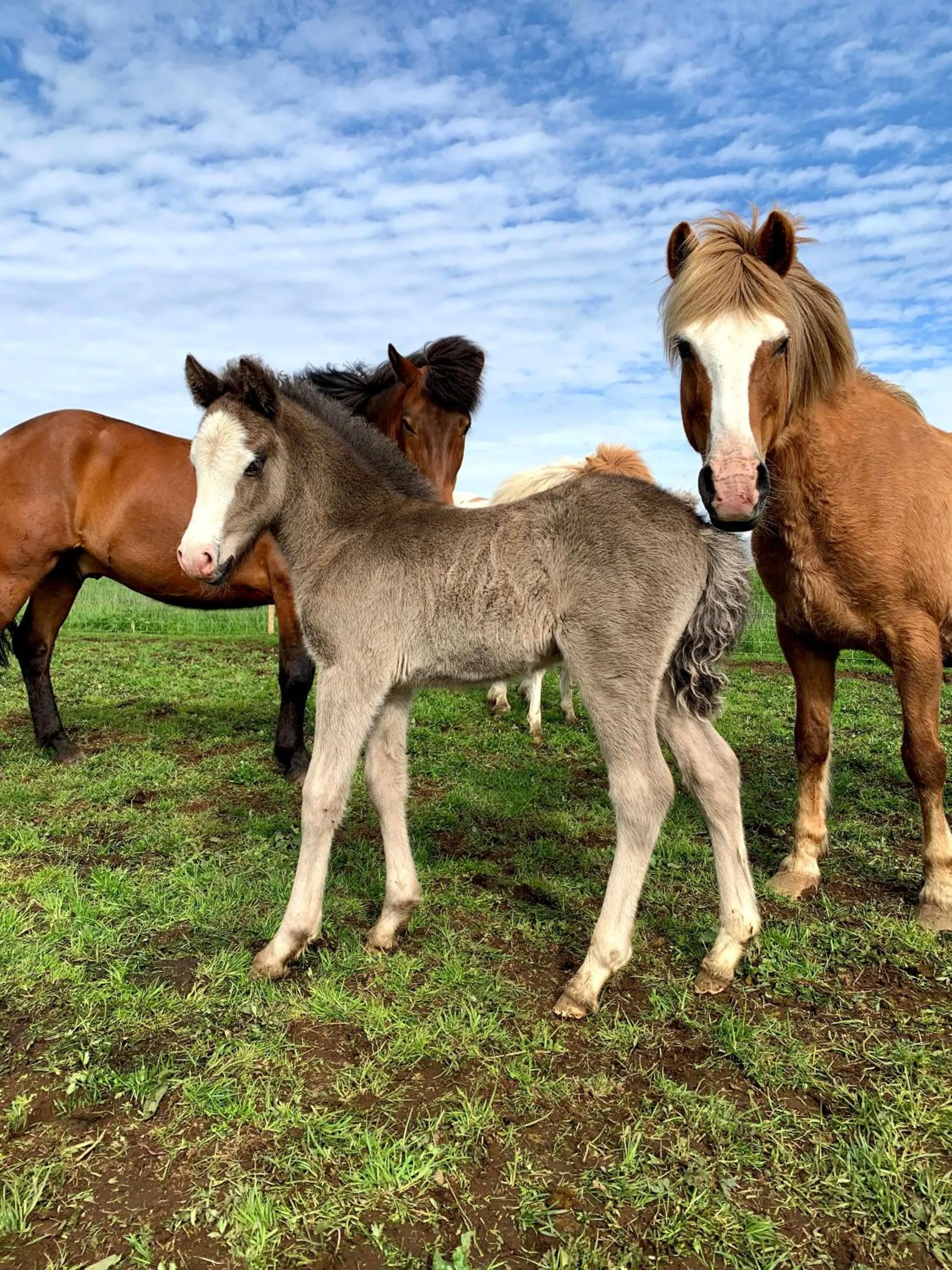 Animals in Farmer's Guest House