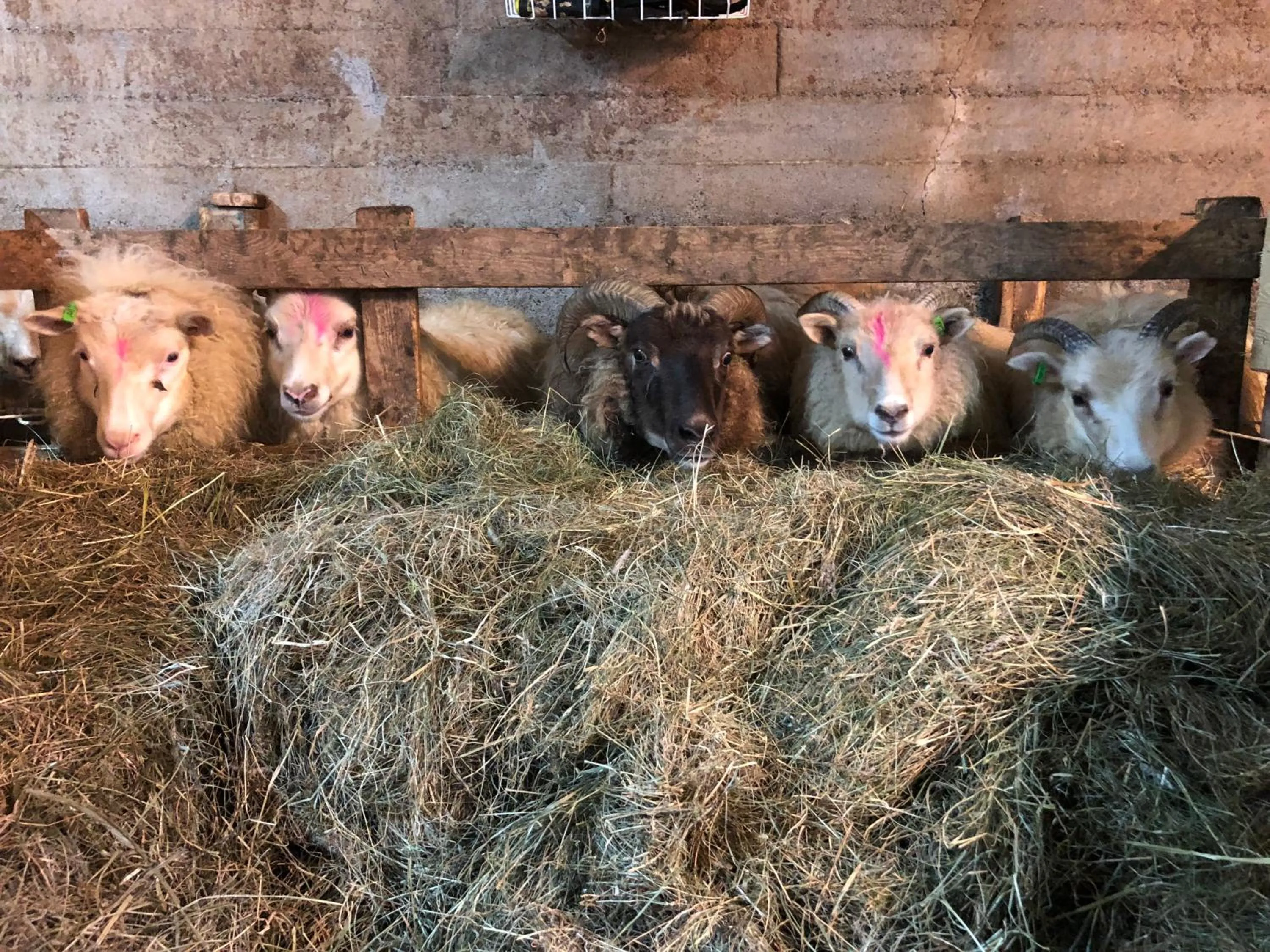 Animals in Farmer's Guest House