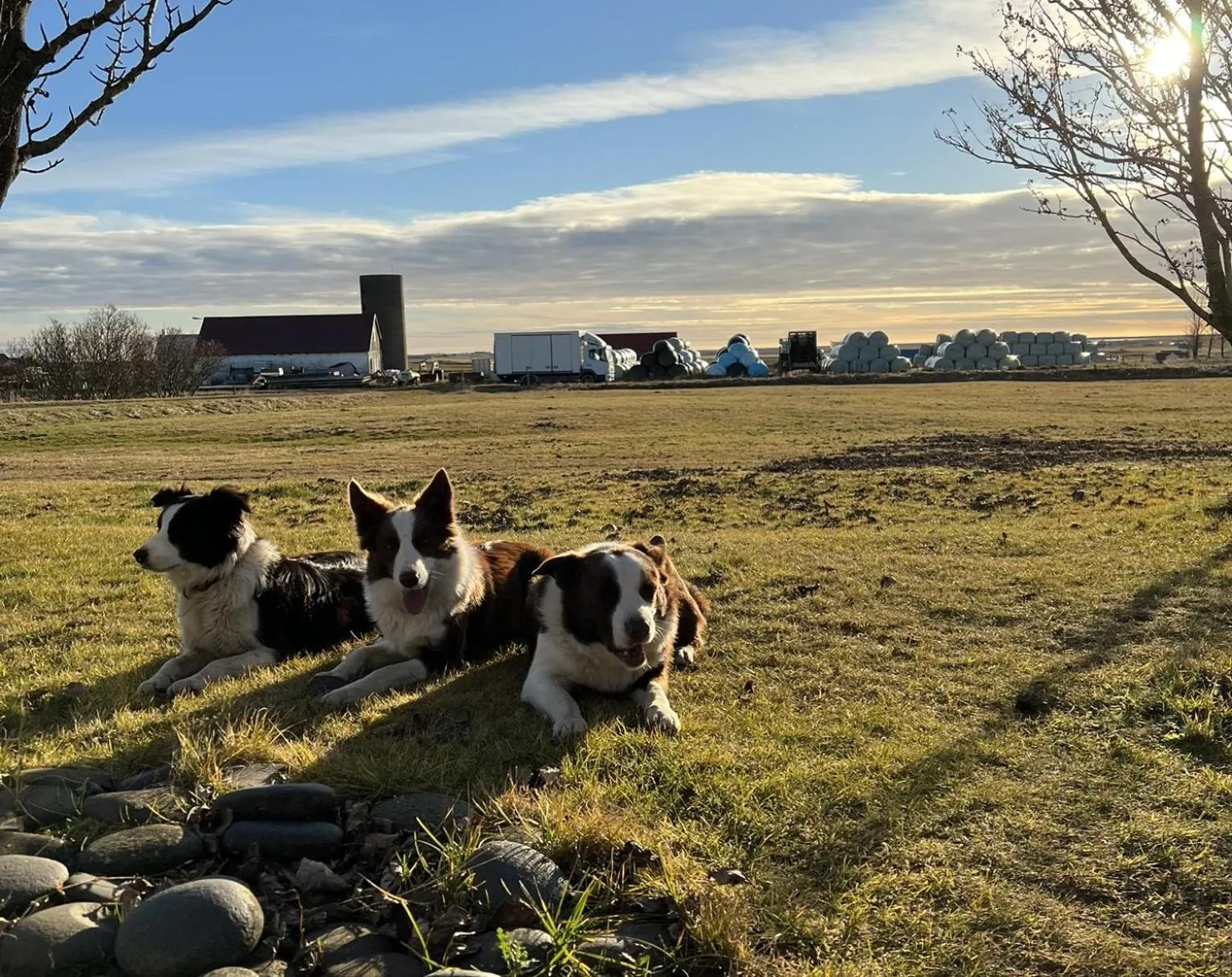 Animals in Farmer's Guest House