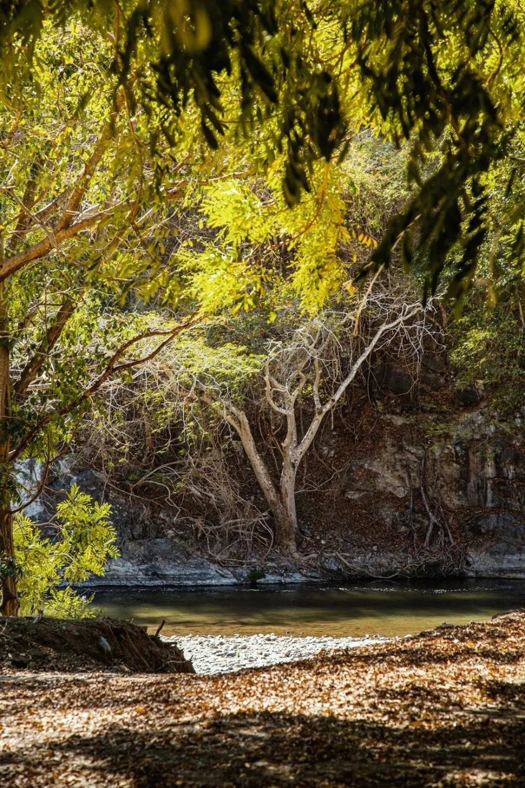 Natural landscape in La Dulce Vista Hotel & Villas - Sierra Madre Puerto Vallarta