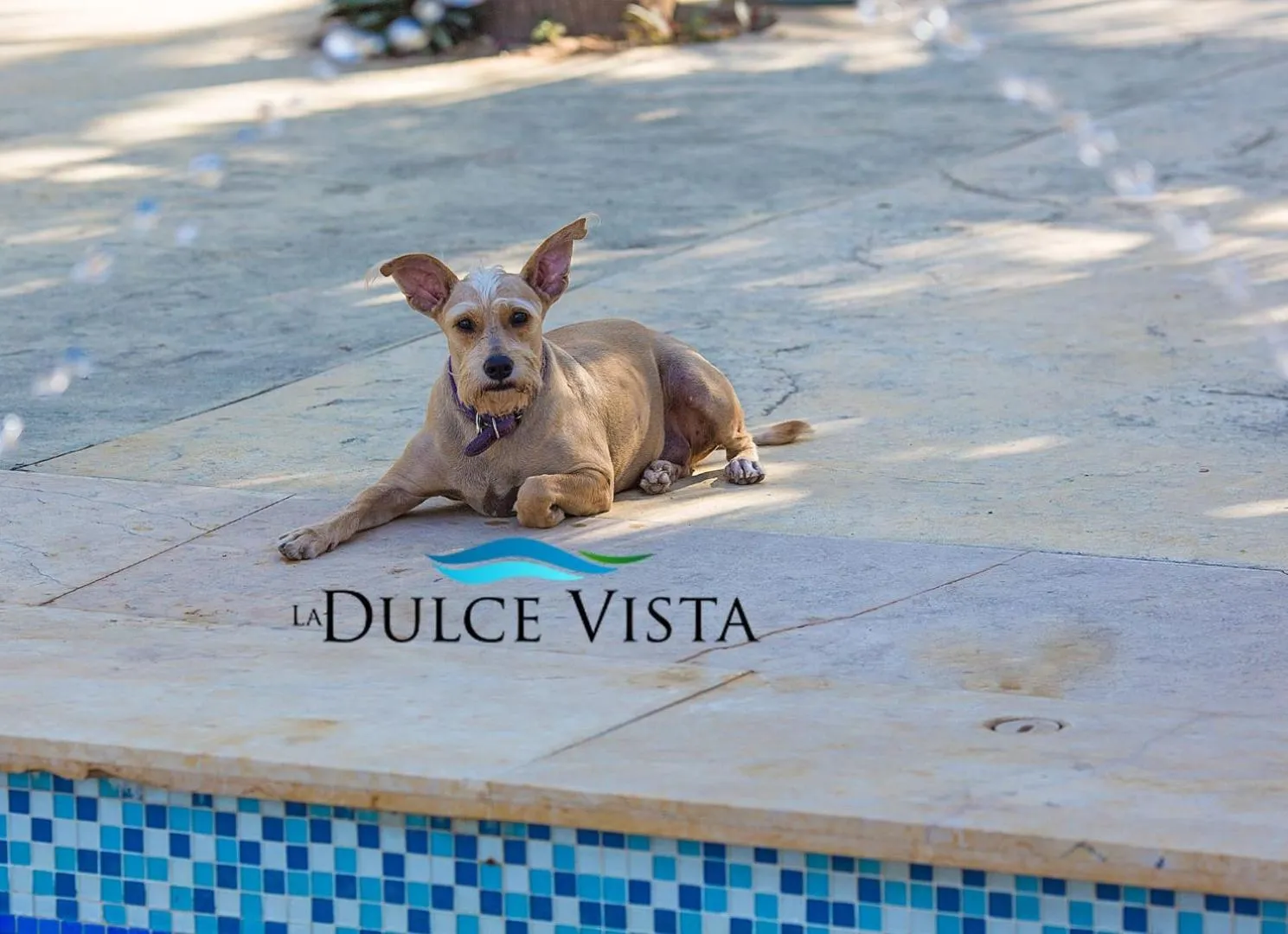 Pets in La Dulce Vista Hotel & Villas - Sierra Madre Puerto Vallarta