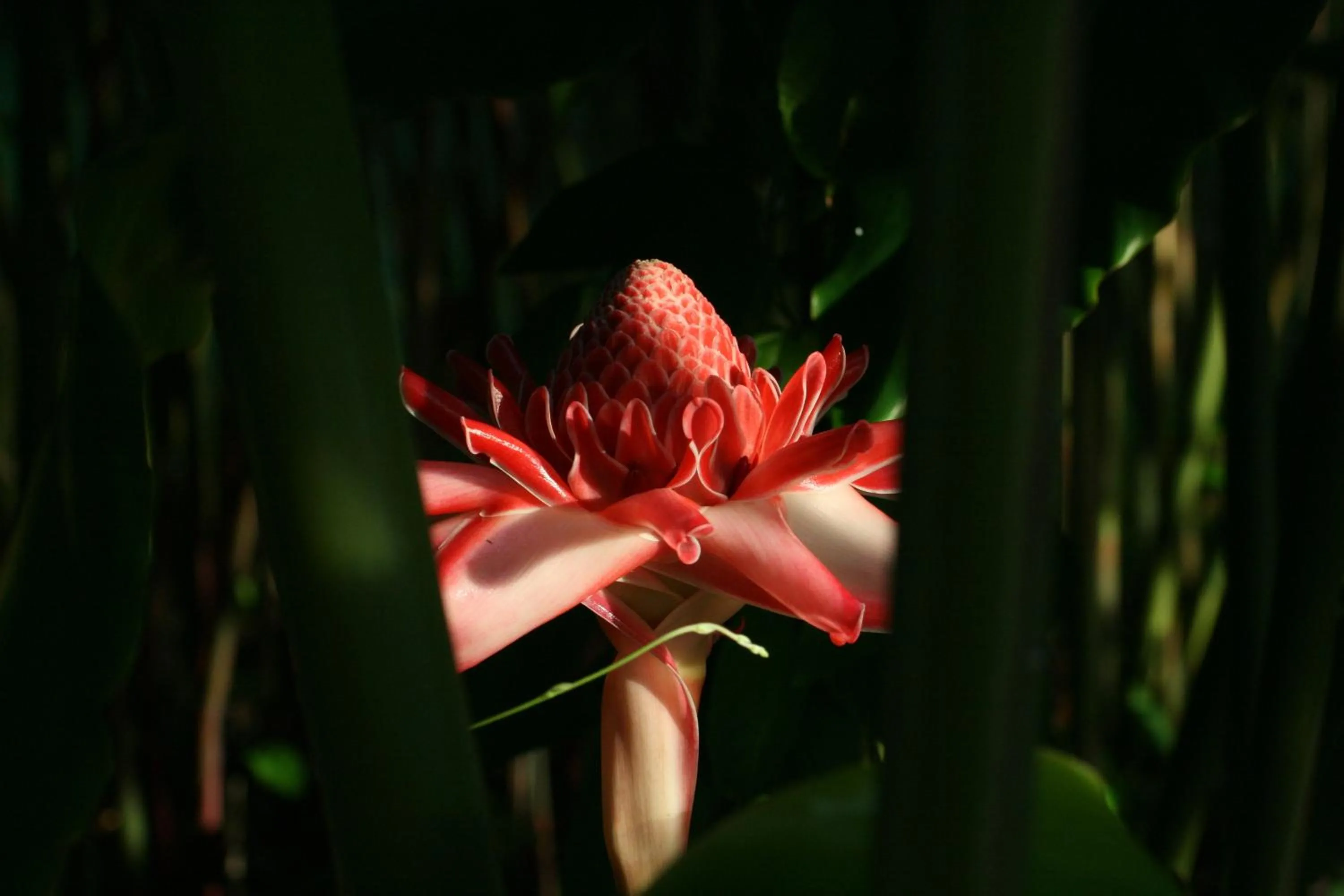 Decorative detail in Les Cycas