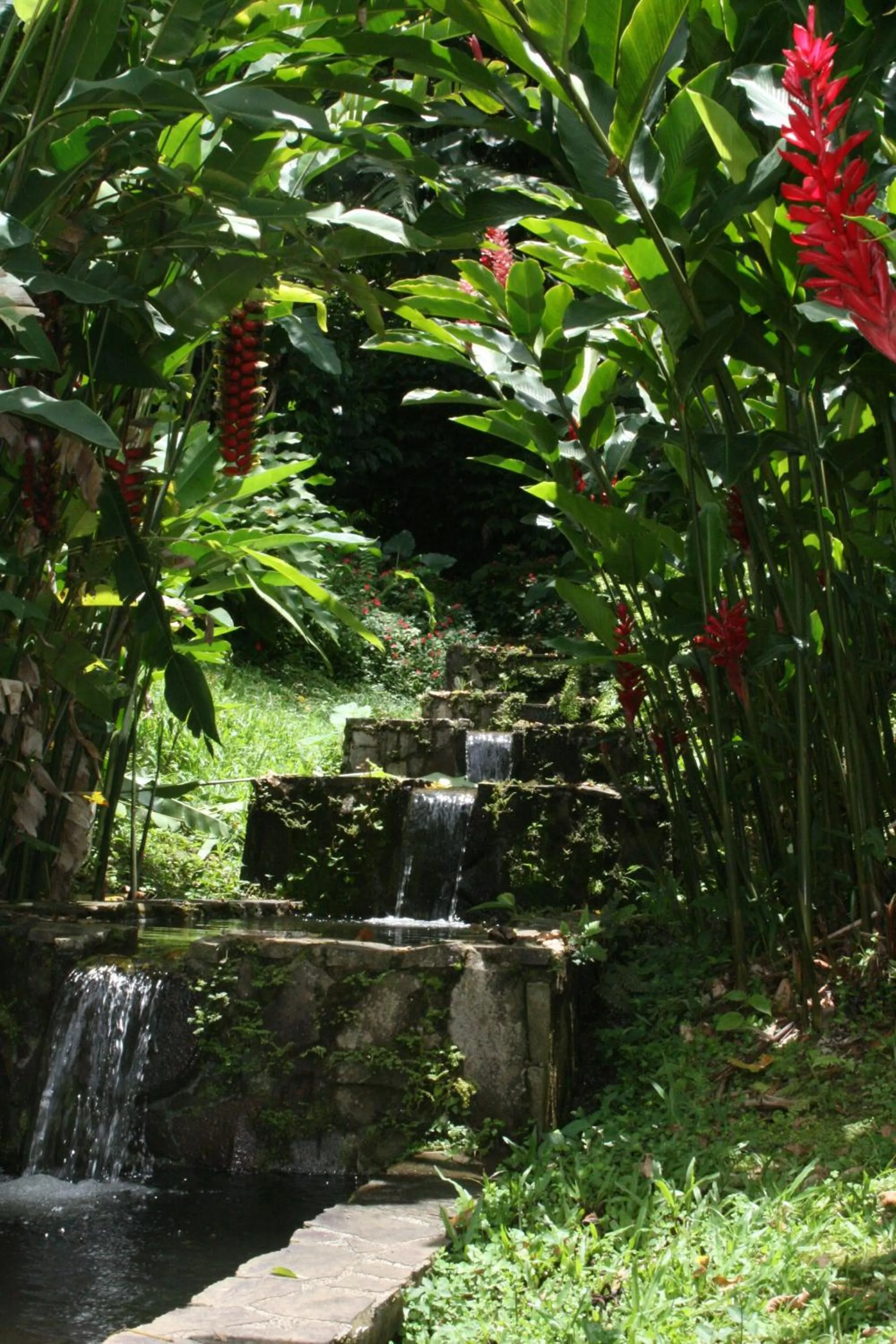 Garden in Les Cycas