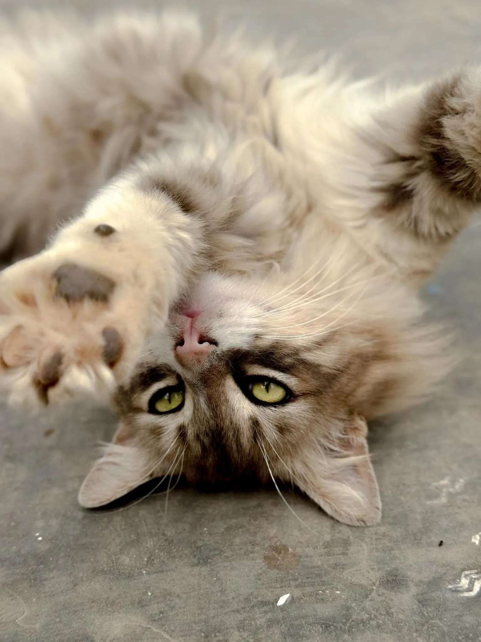 Pets in ASARAG GUEST HOUSE, YOGA & Surf