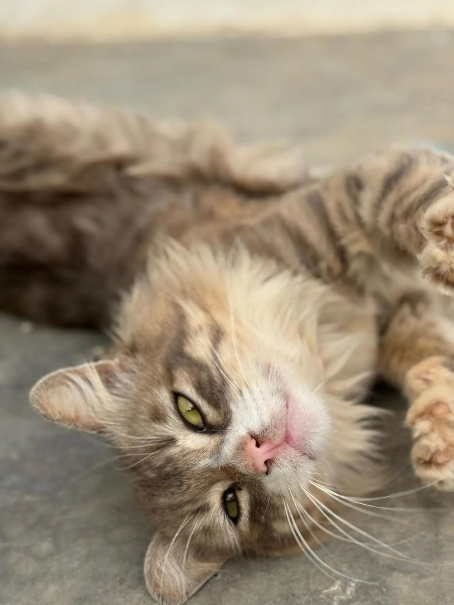 Pets in ASARAG GUEST HOUSE, YOGA & Surf