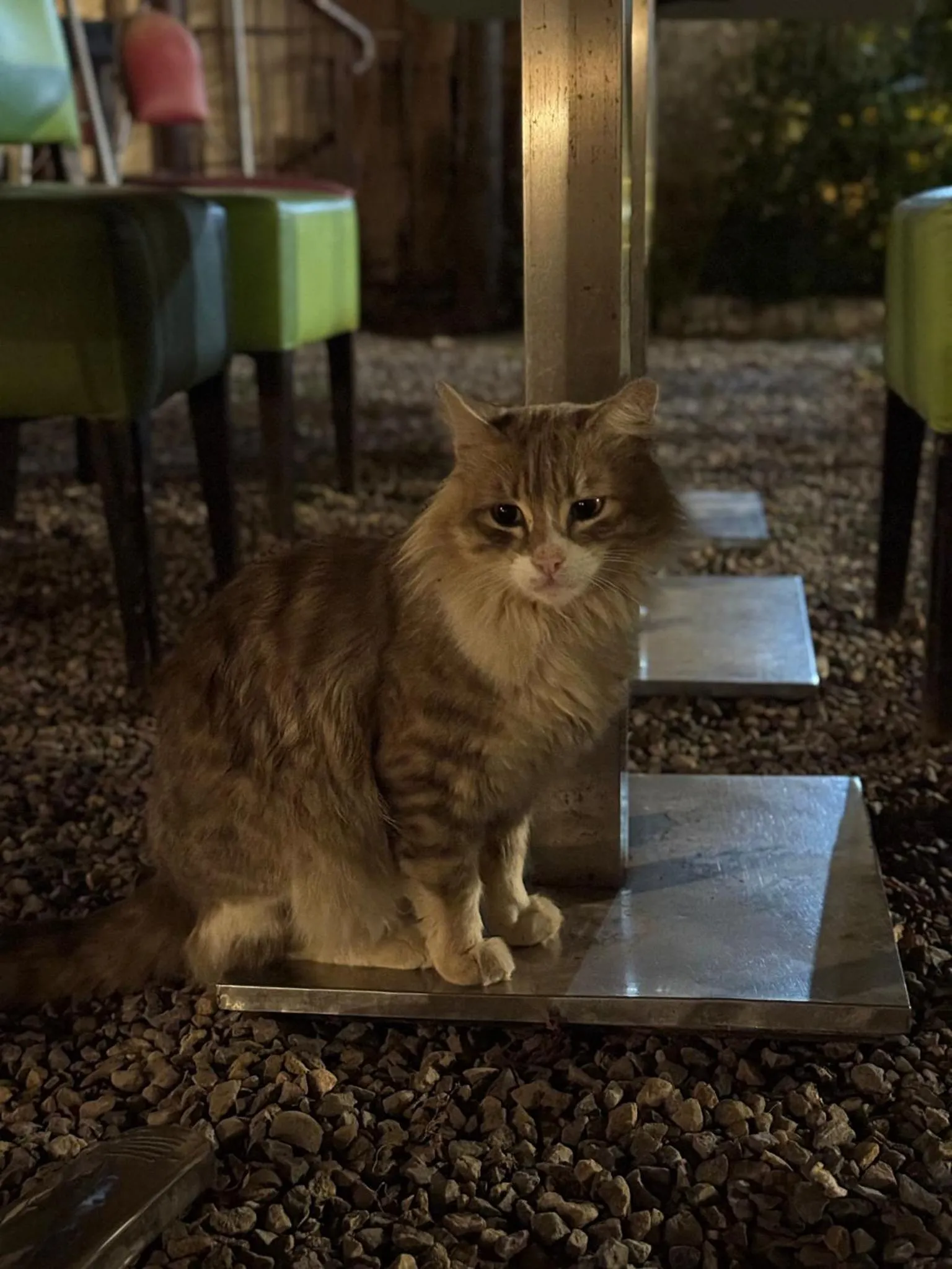 Pets in ASARAG GUEST HOUSE, YOGA & Surf