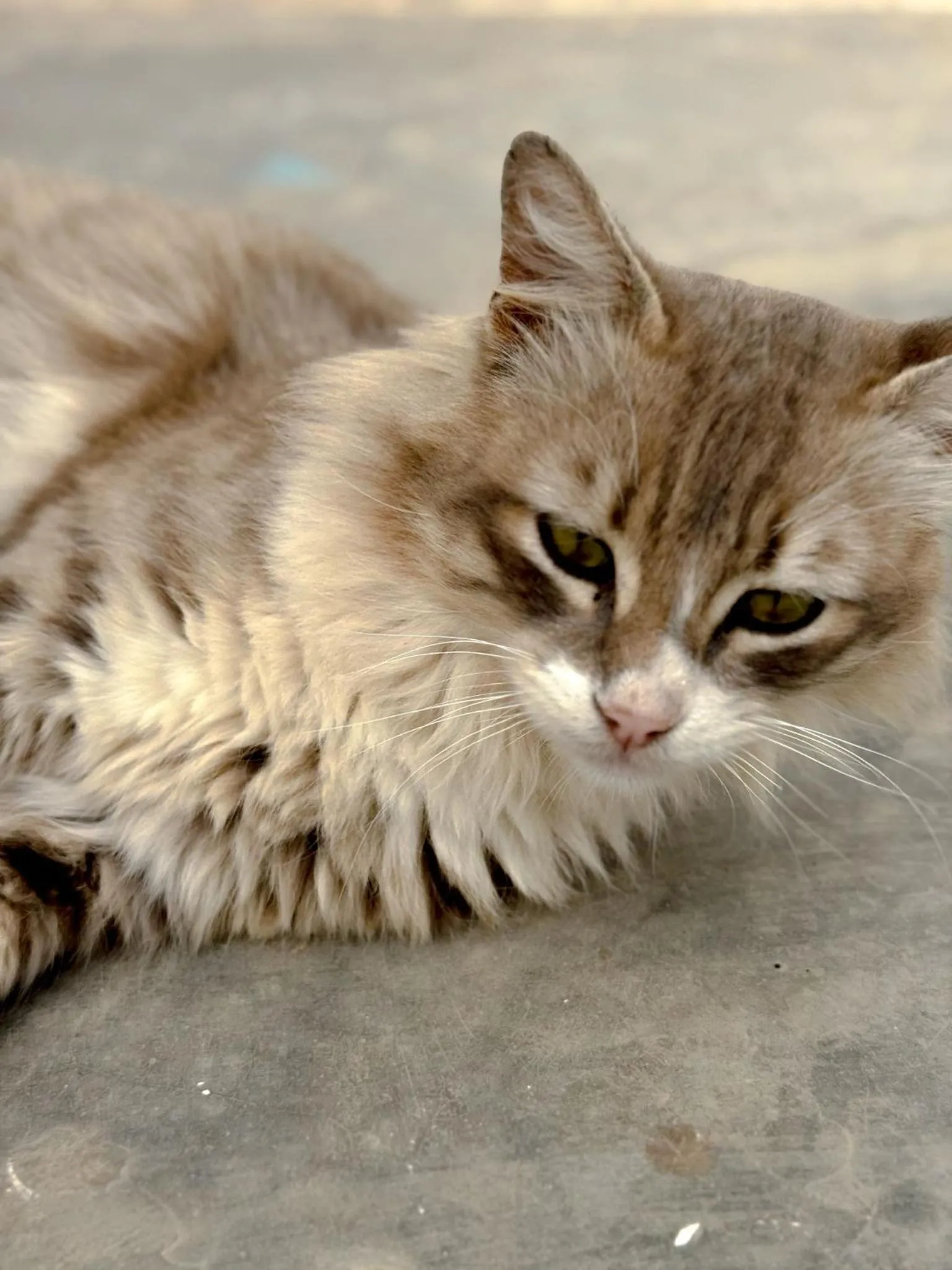 Pets in ASARAG GUEST HOUSE, YOGA & Surf