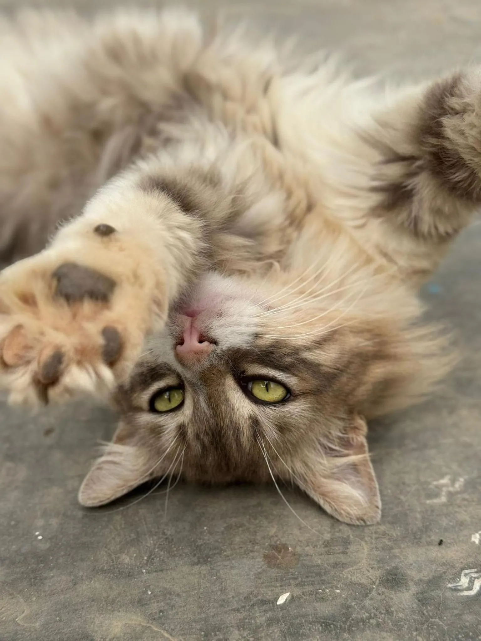 Pets in ASARAG GUEST HOUSE, YOGA & Surf