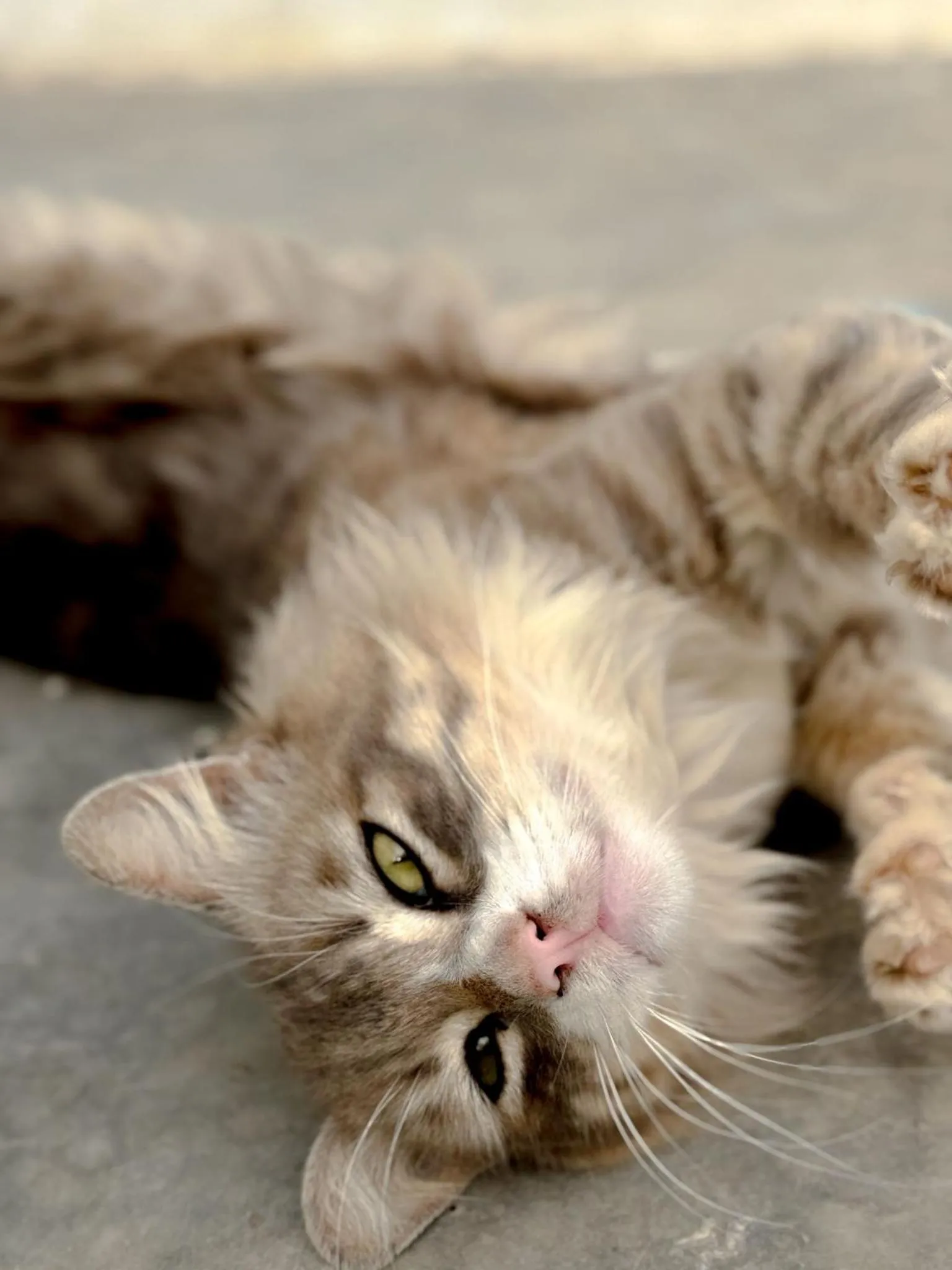 Pets in ASARAG GUEST HOUSE, YOGA & Surf