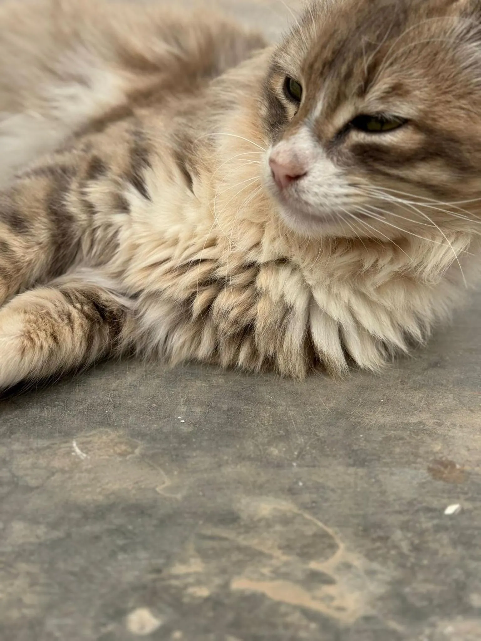 Pets in ASARAG GUEST HOUSE, YOGA & Surf
