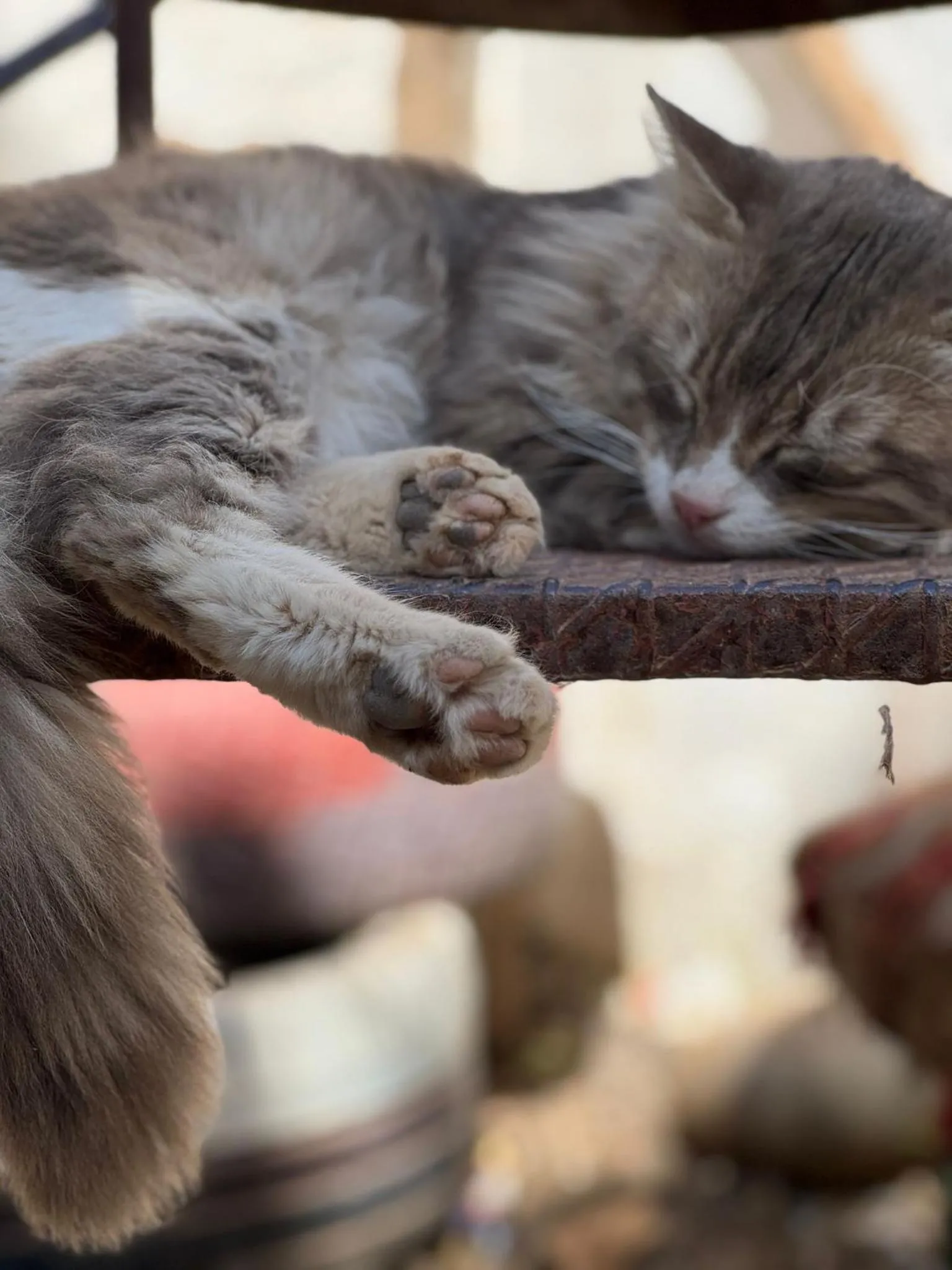 Pets in ASARAG GUEST HOUSE, YOGA & Surf