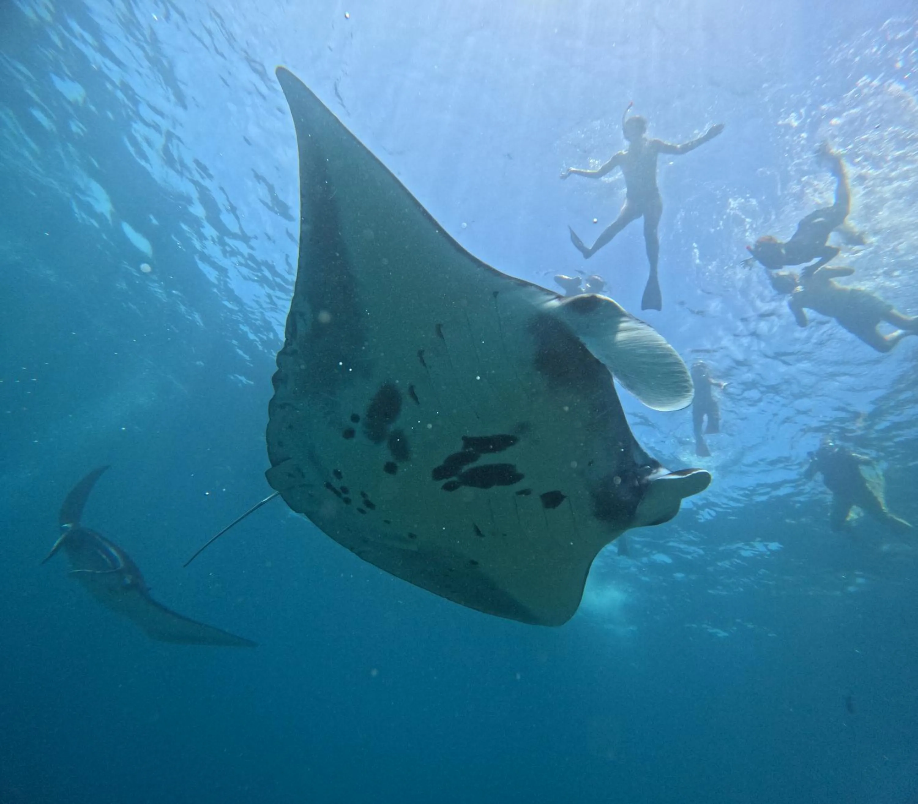 Snorkeling in Risna Homestay
