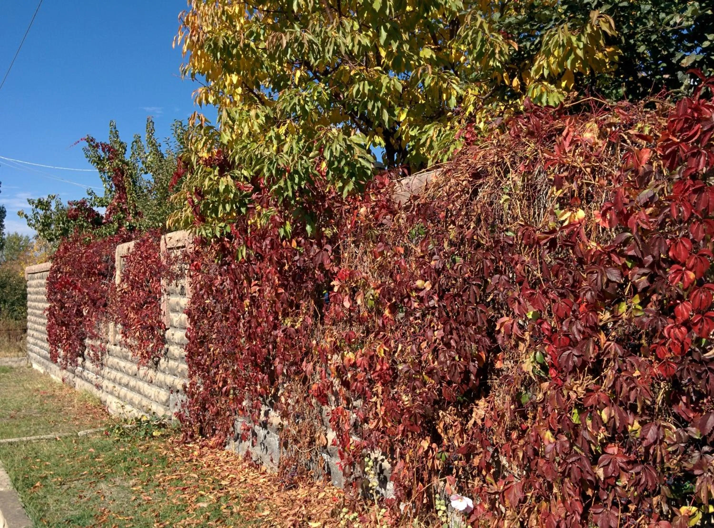 Garden in Erazank Hotel