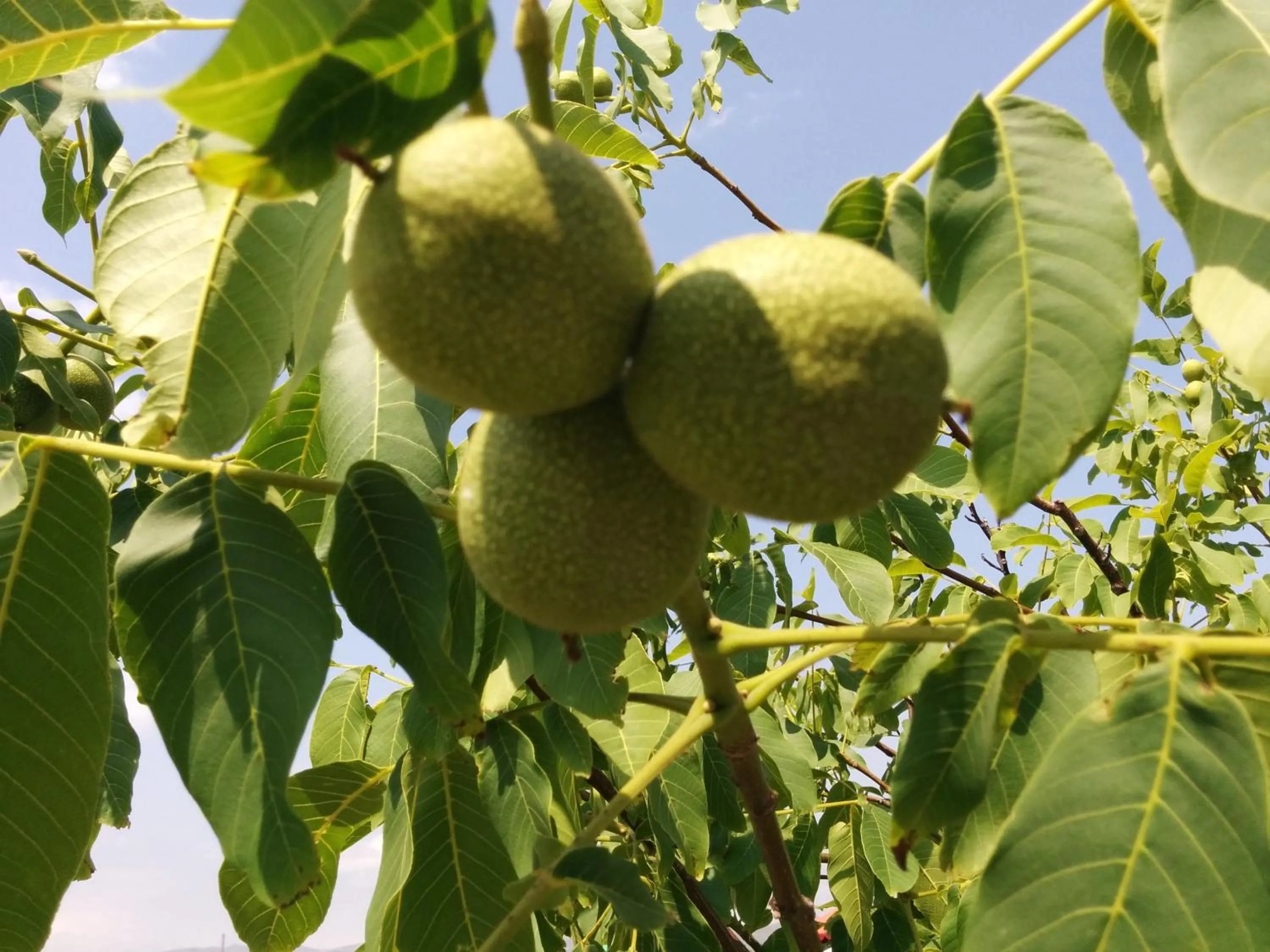 Garden in Erazank Hotel