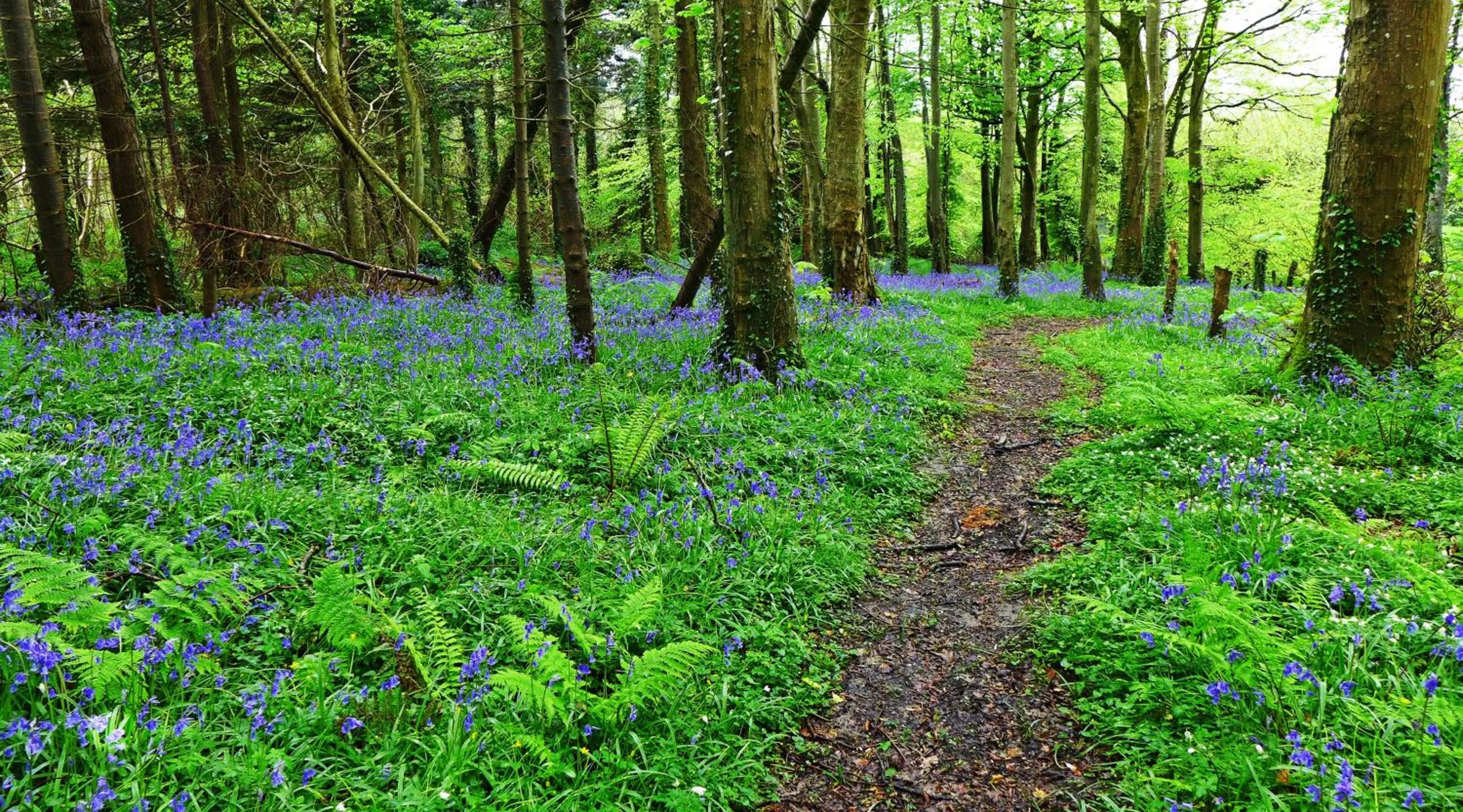 Garden in Glen Haven Bed and Breakfast