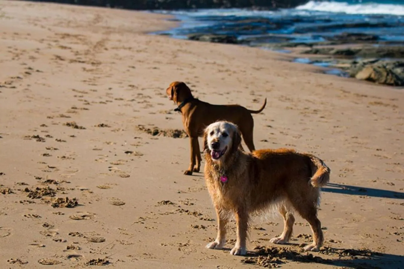 Bay Retreat Apollo Bay - Dog Friendly - Wifi