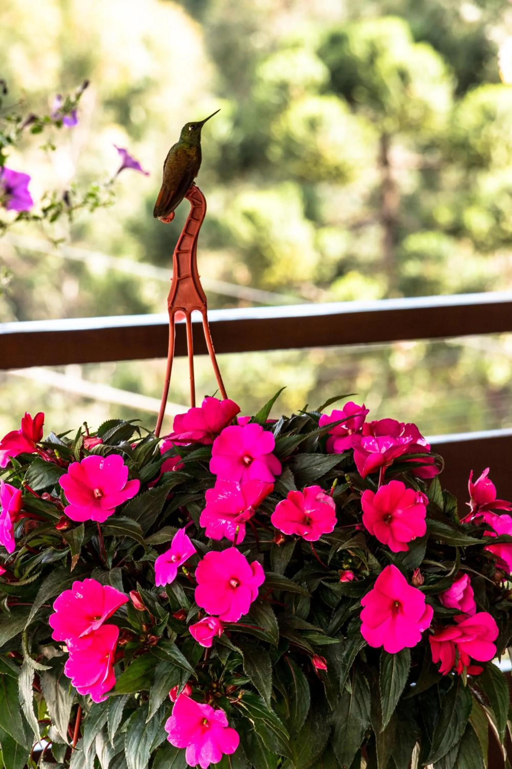 Balcony/Terrace in Pousada Valle das Flores Monte Verde