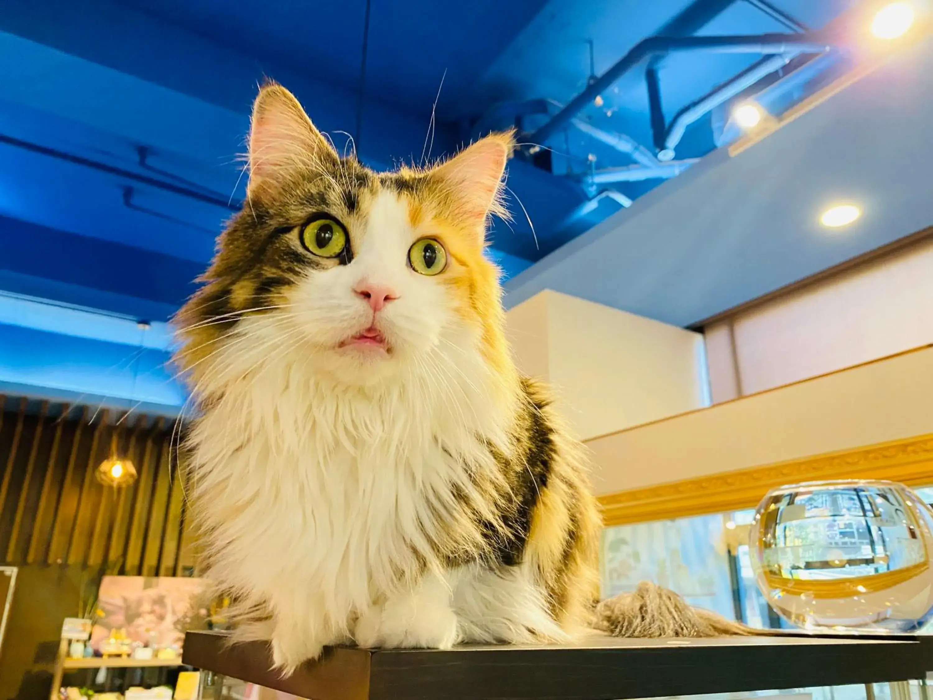 Restaurant/places to eat in LIDO FORESTRY SPA RESORT Restaurant/places to eat in LIDO FORESTRY SPA RESORT