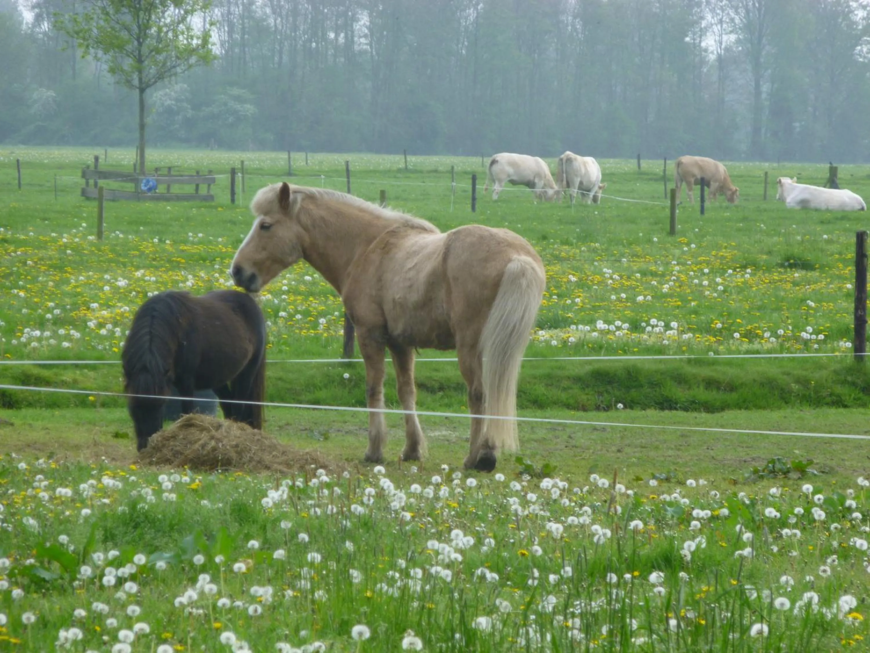 Natural landscape in De Langenlee