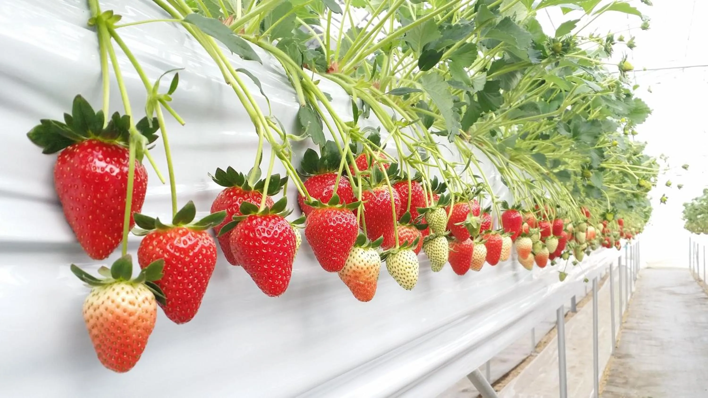 Nearby landmark in ANA Crowne Plaza Okayama by IHG