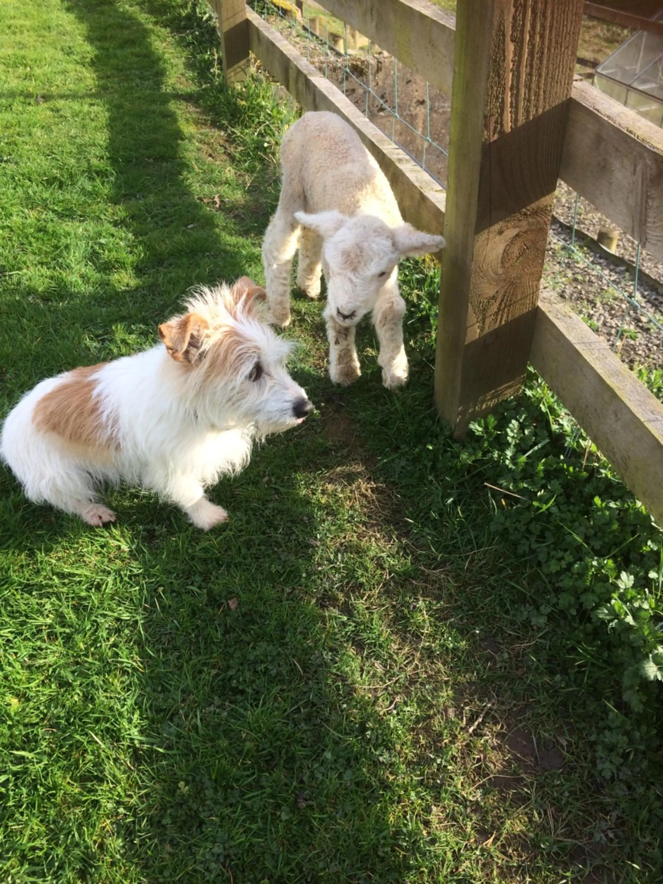 Animals in Meadowland Farm