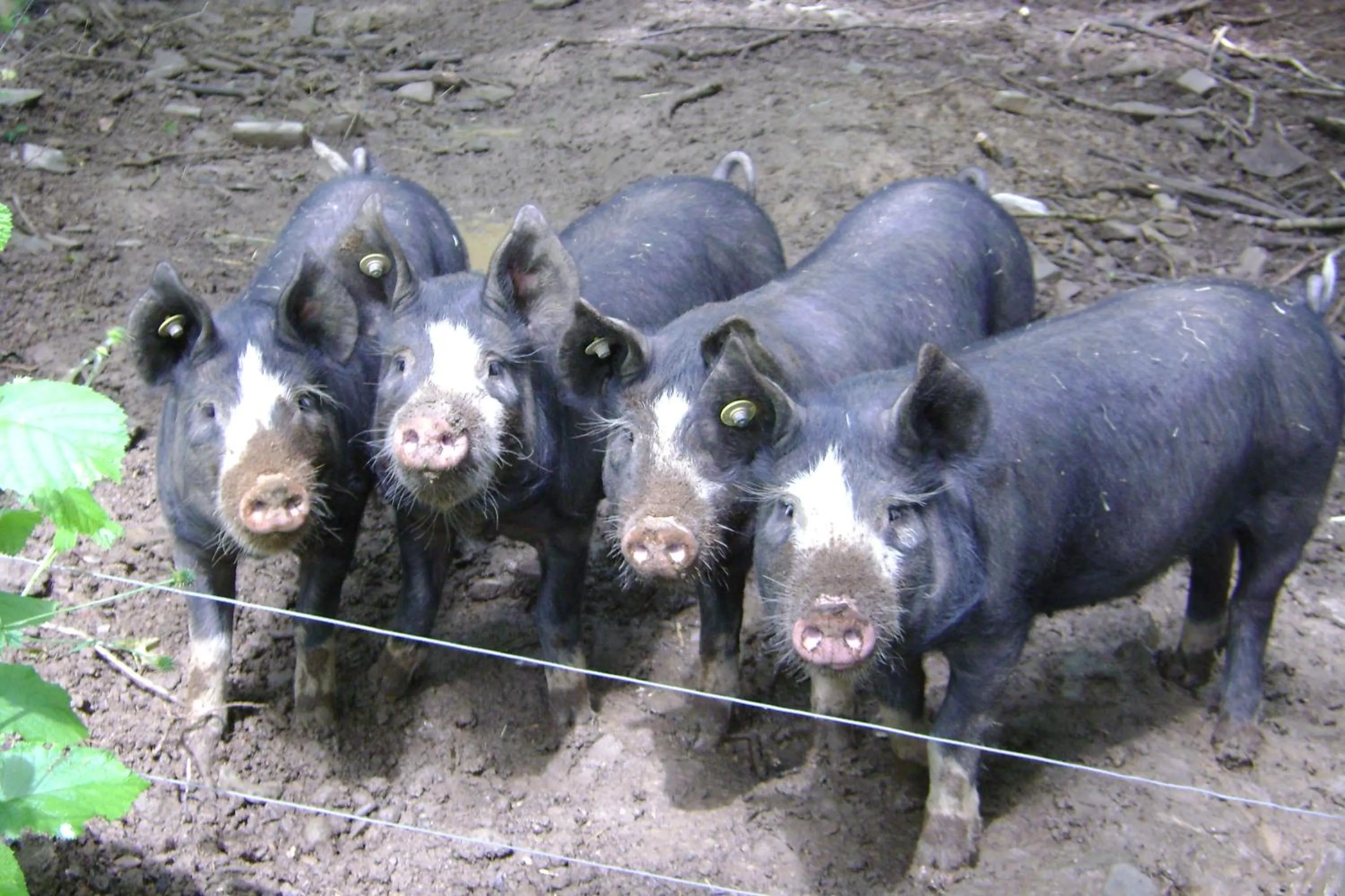 Animals in Meadowland Farm