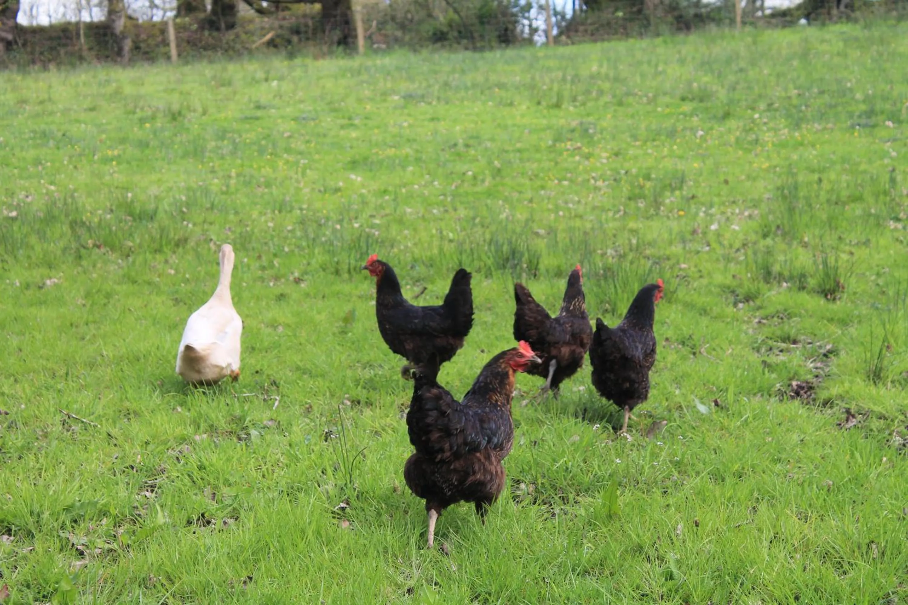 Animals in Meadowland Farm