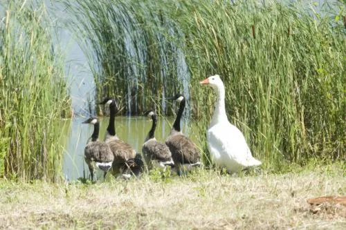 Area and facilities in The Hickstead Hotel By Uno