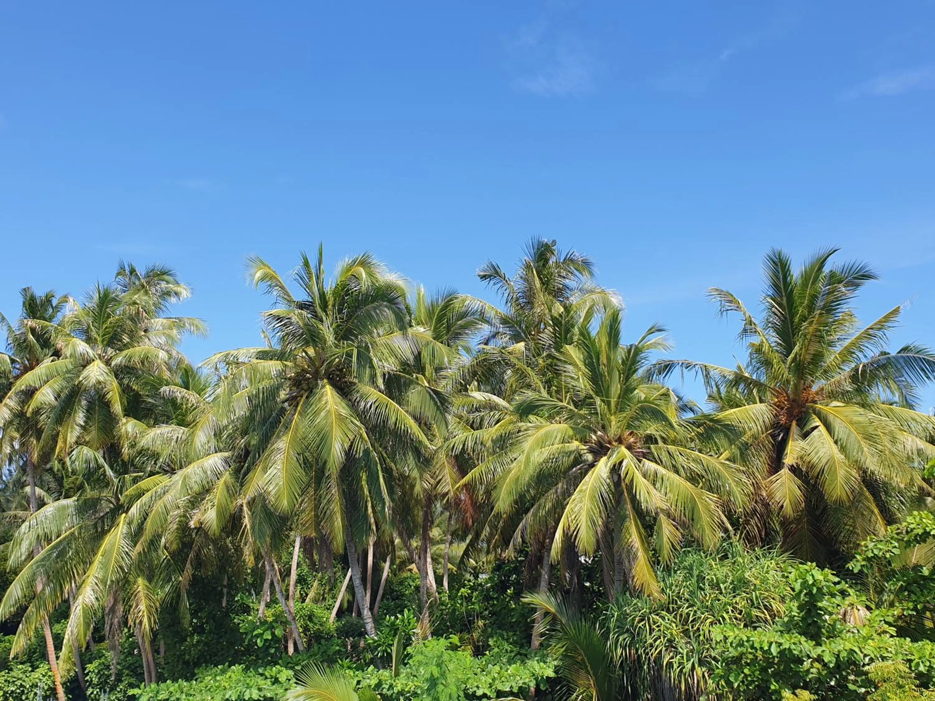 Garden in Island Luxury Fehendhoo