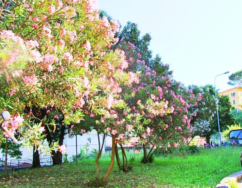 Garden in The Comfort apartment