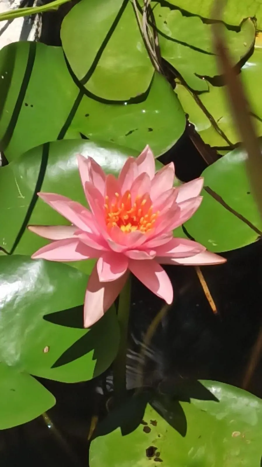 QUINTA DIAMANTE villas&hotel