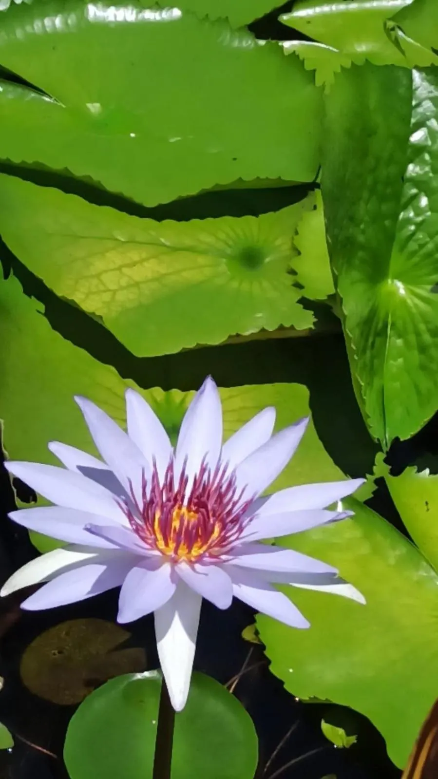 QUINTA DIAMANTE villas&hotel