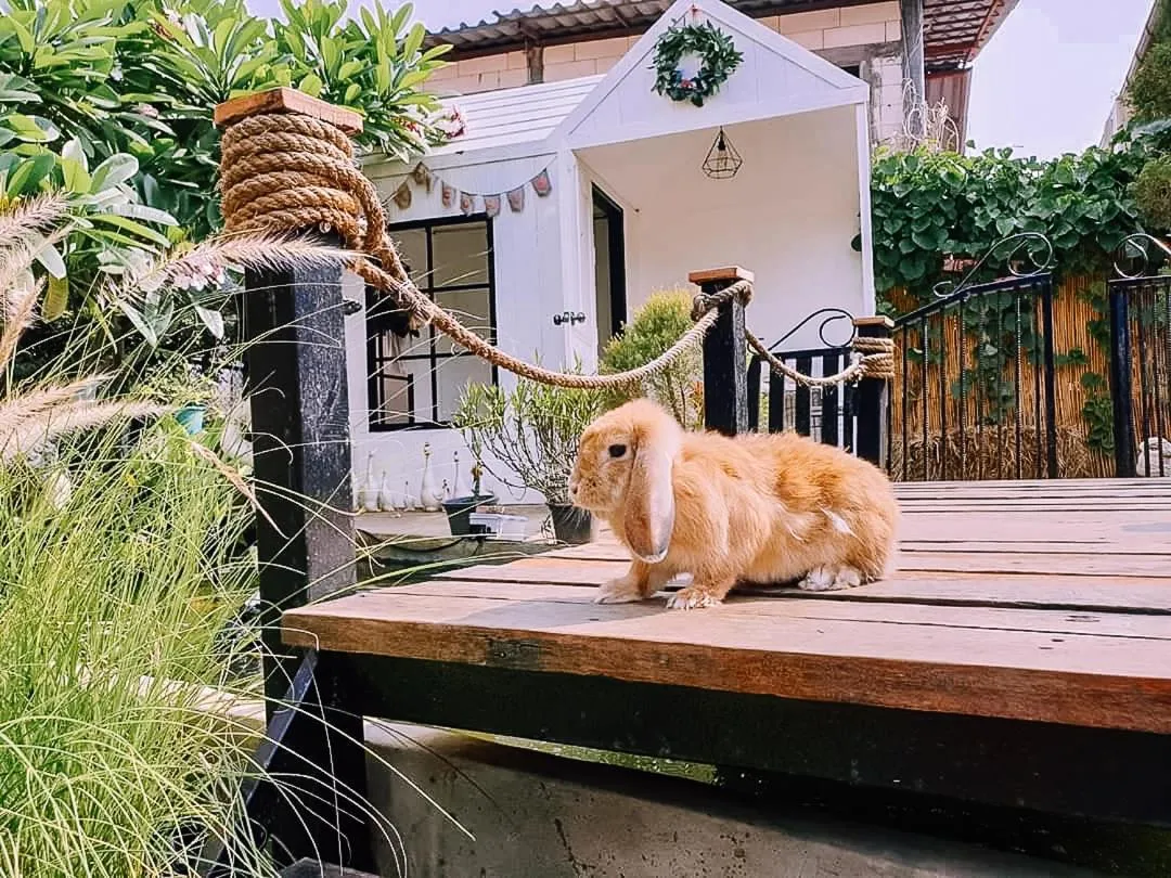 Pets in The Castello Resort