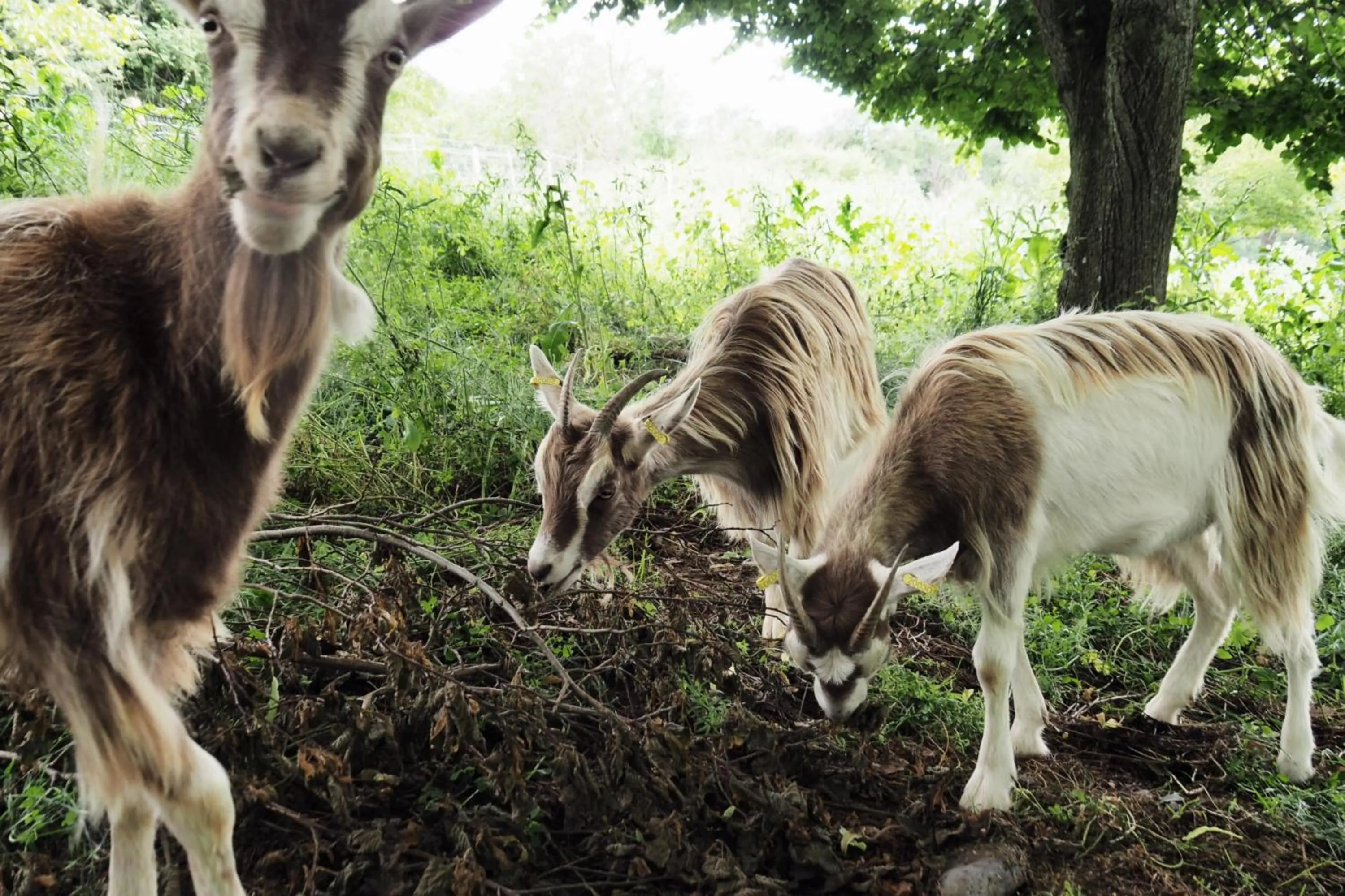 la Ferme de Vazerat