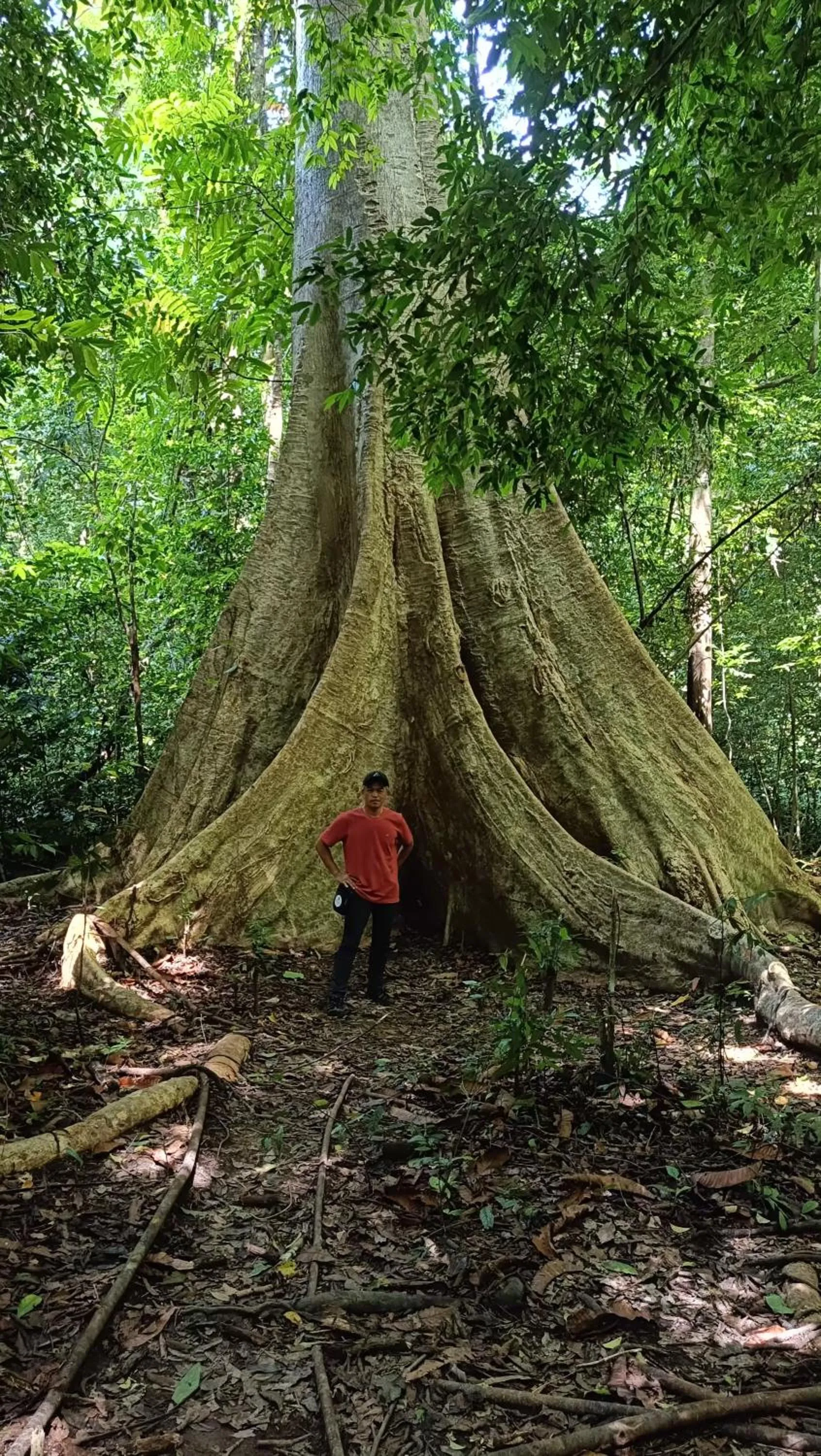 Brown Andaman Krabi