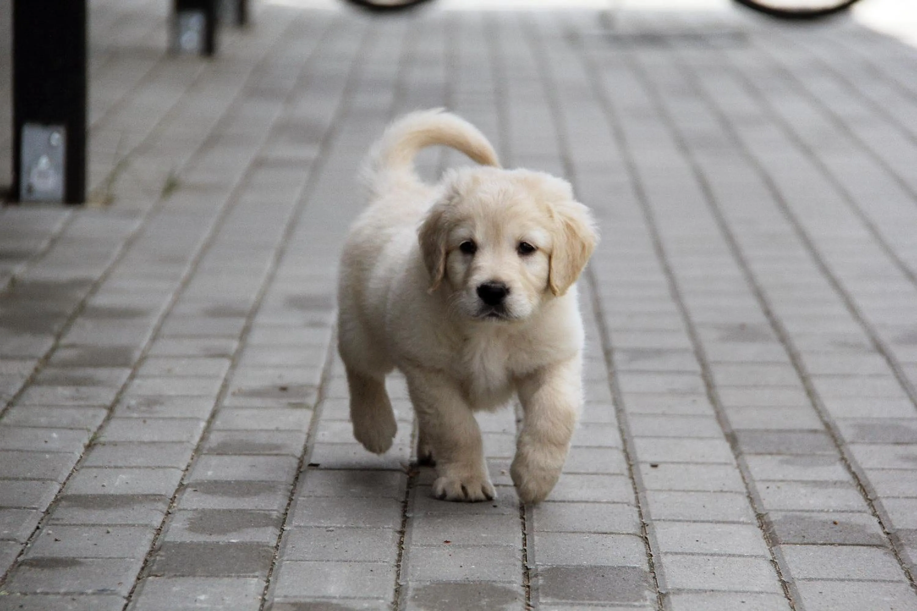 Pets in Domi Lini