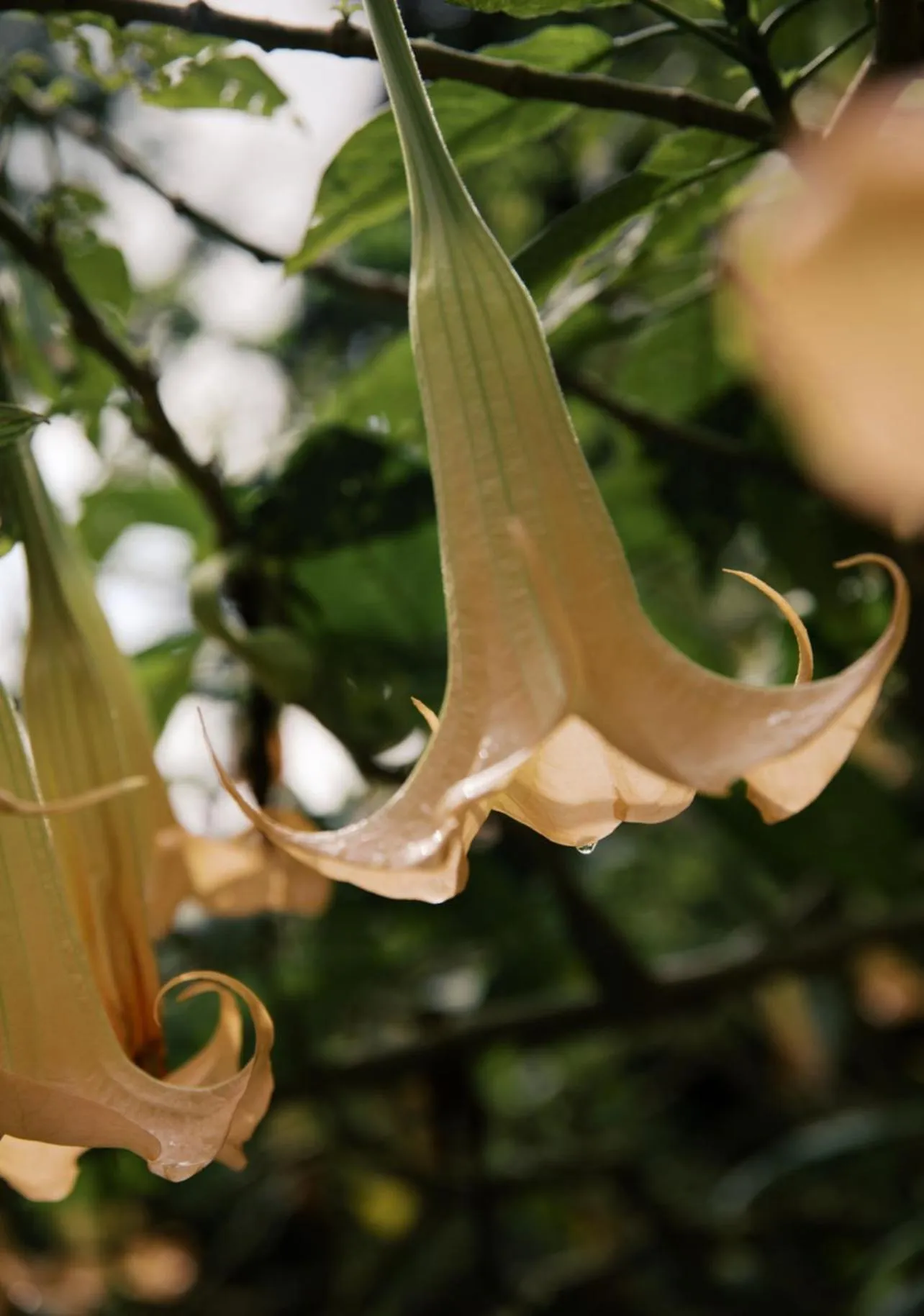 Tulia Boutique Hotel & Spa