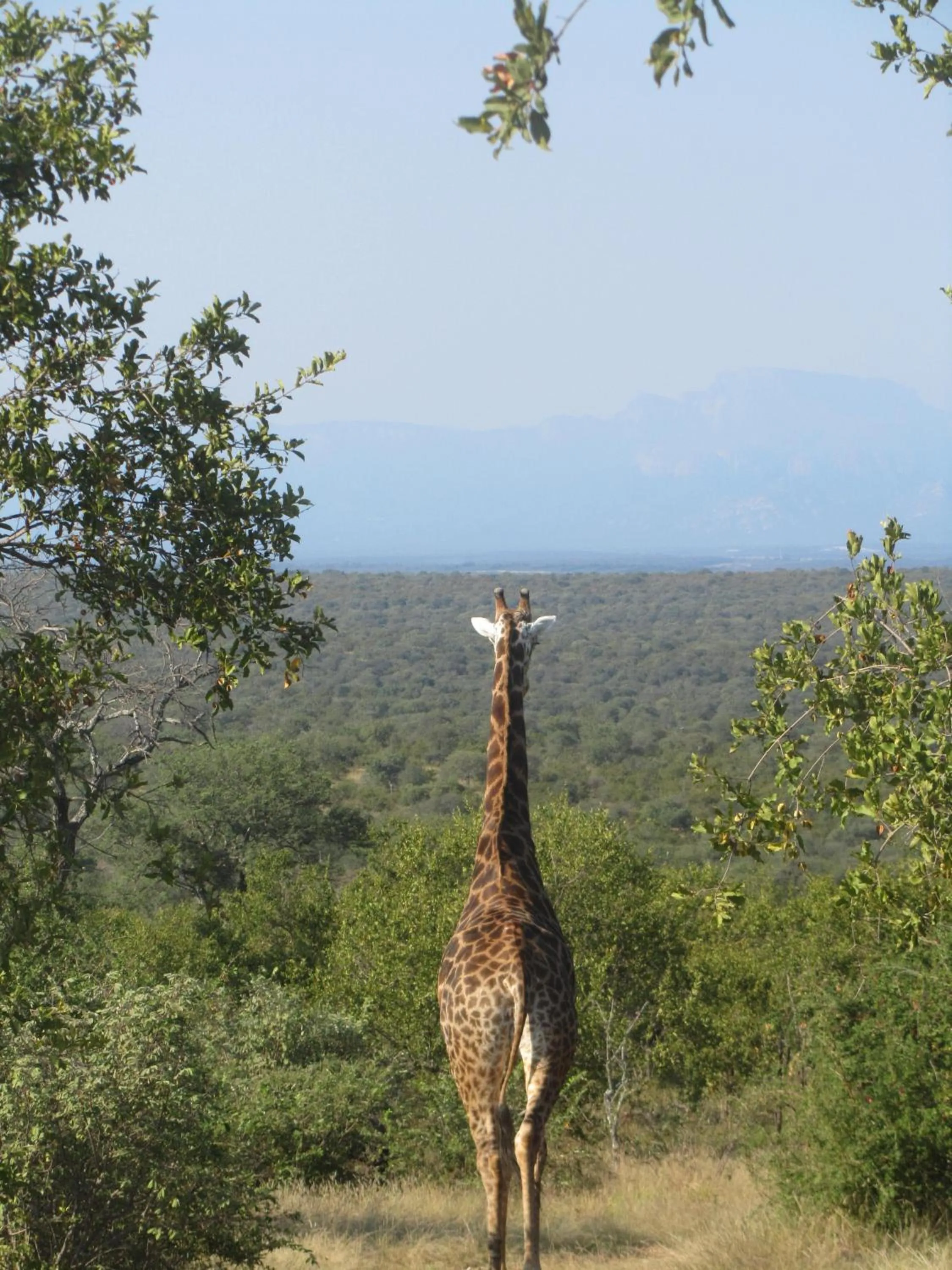 Natural landscape in Sausage Tree Safari Camp