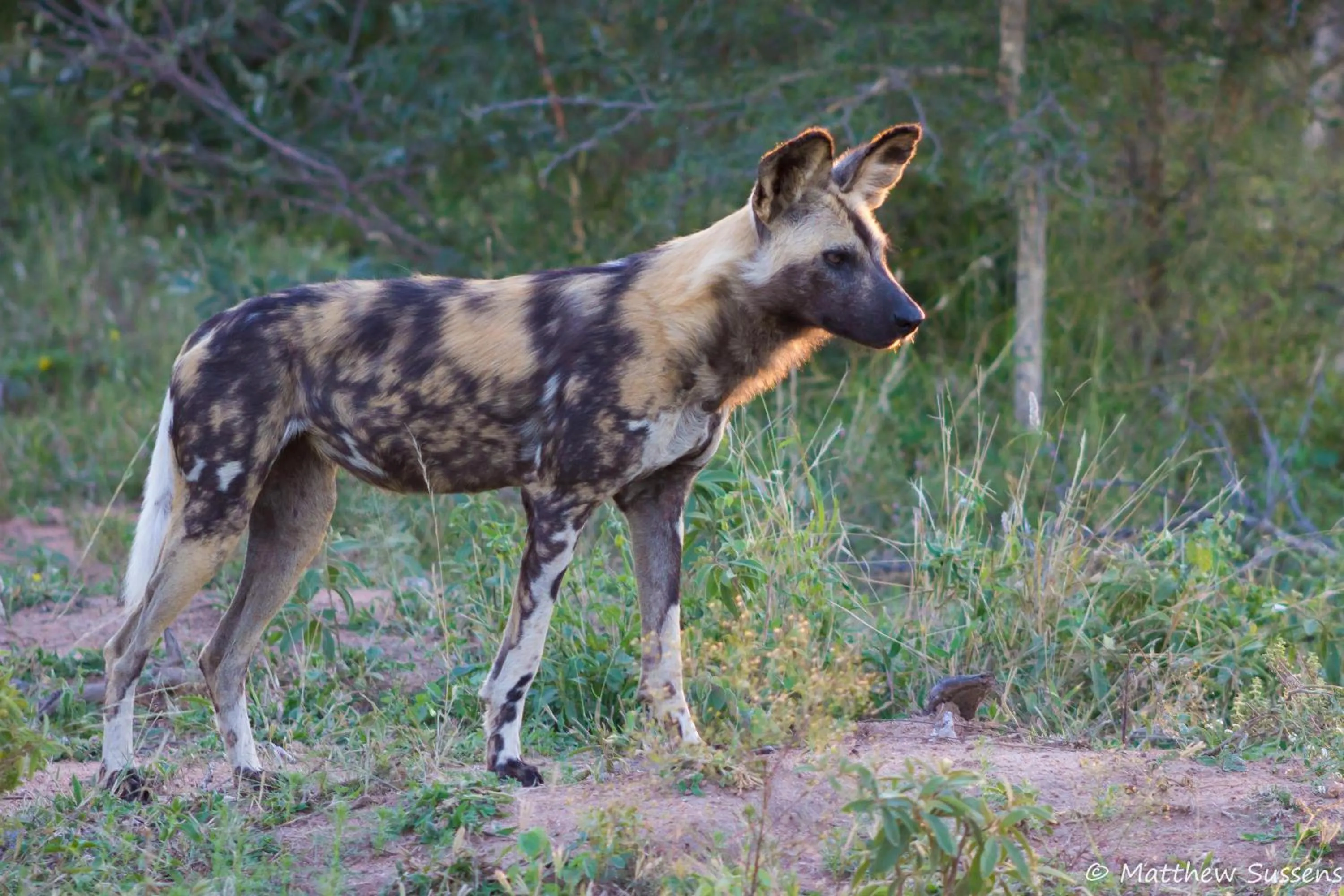 Activities in Sausage Tree Safari Camp