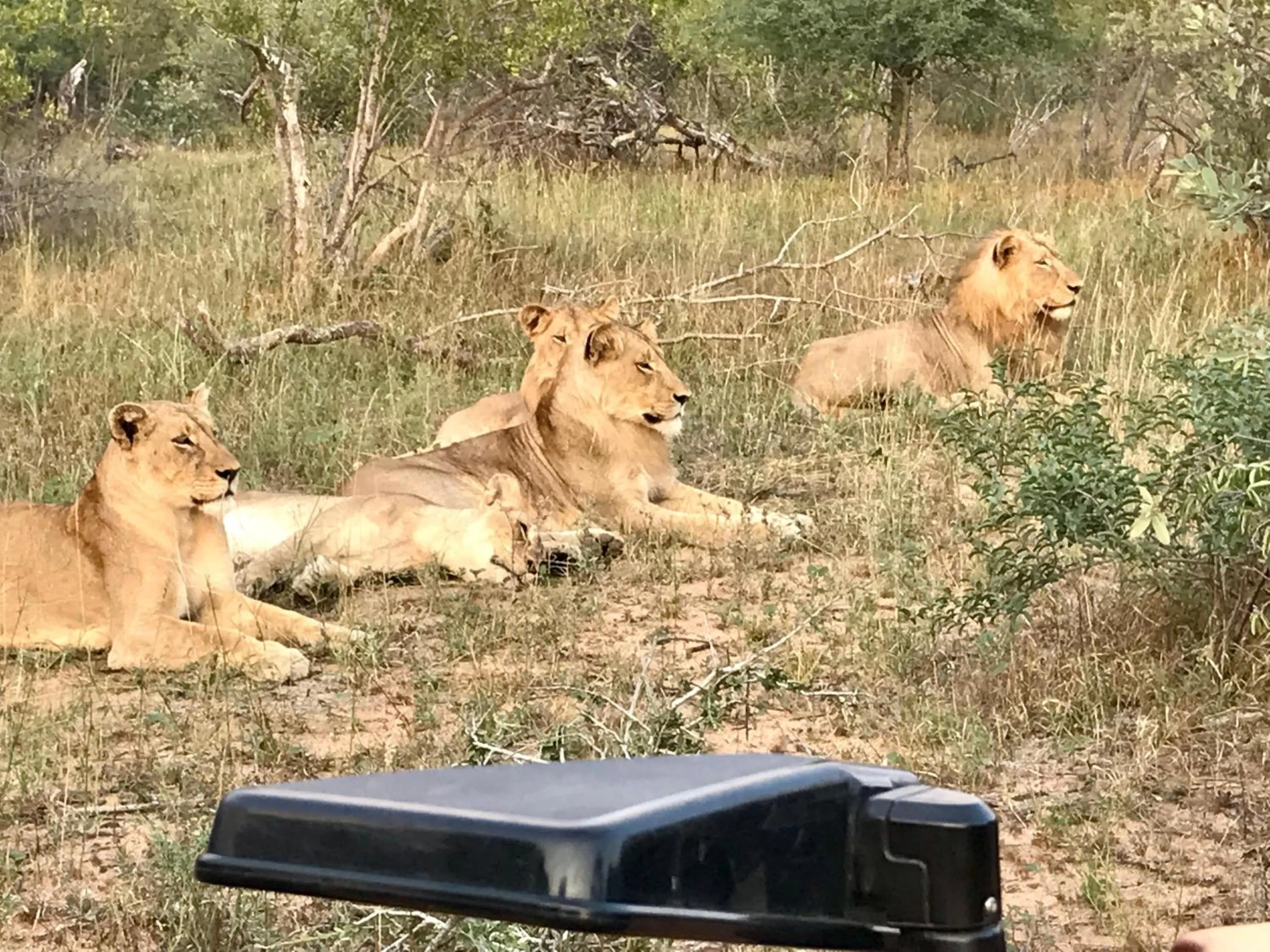 Pets in Sausage Tree Safari Camp