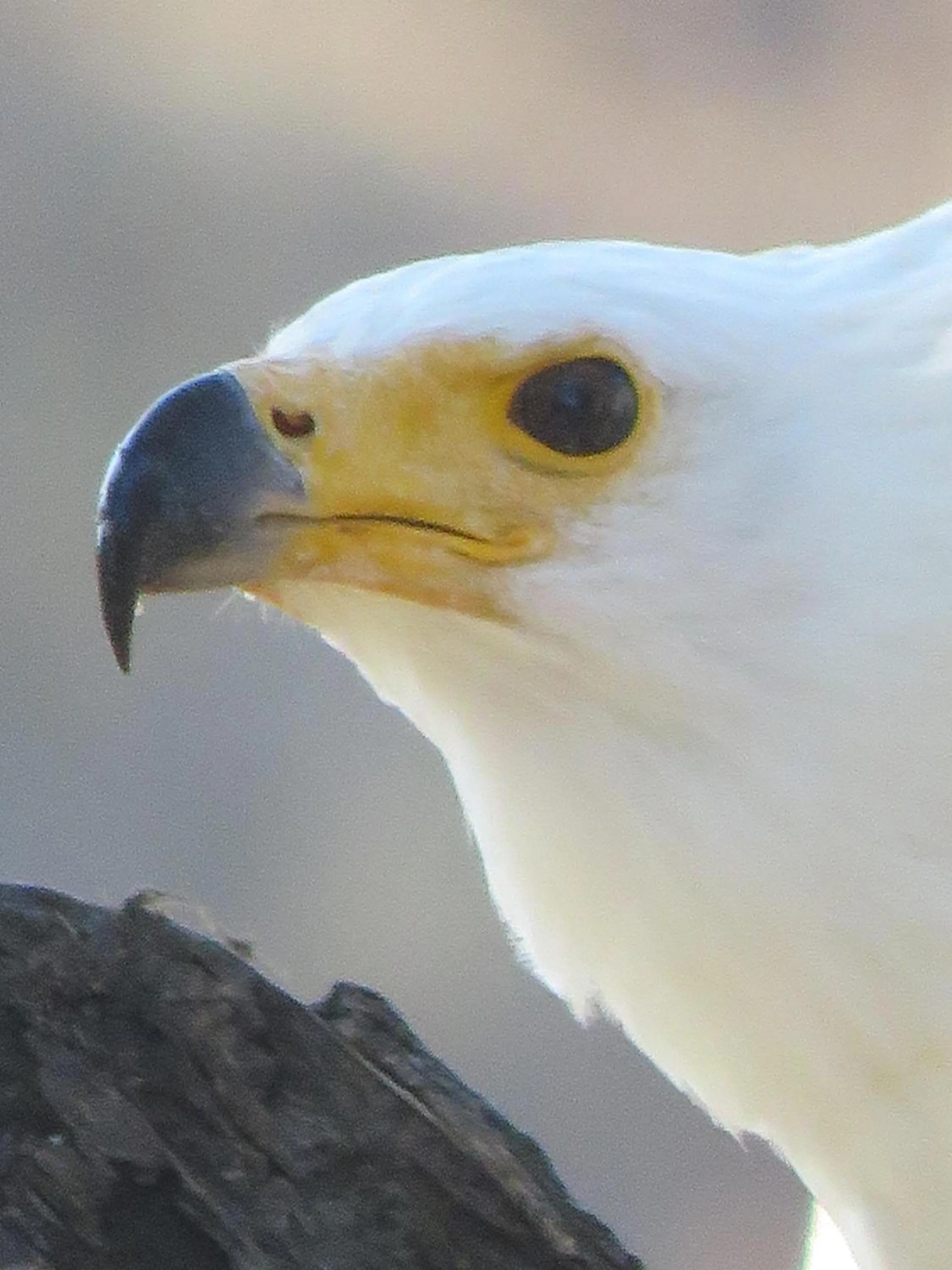 Activities in Sausage Tree Safari Camp