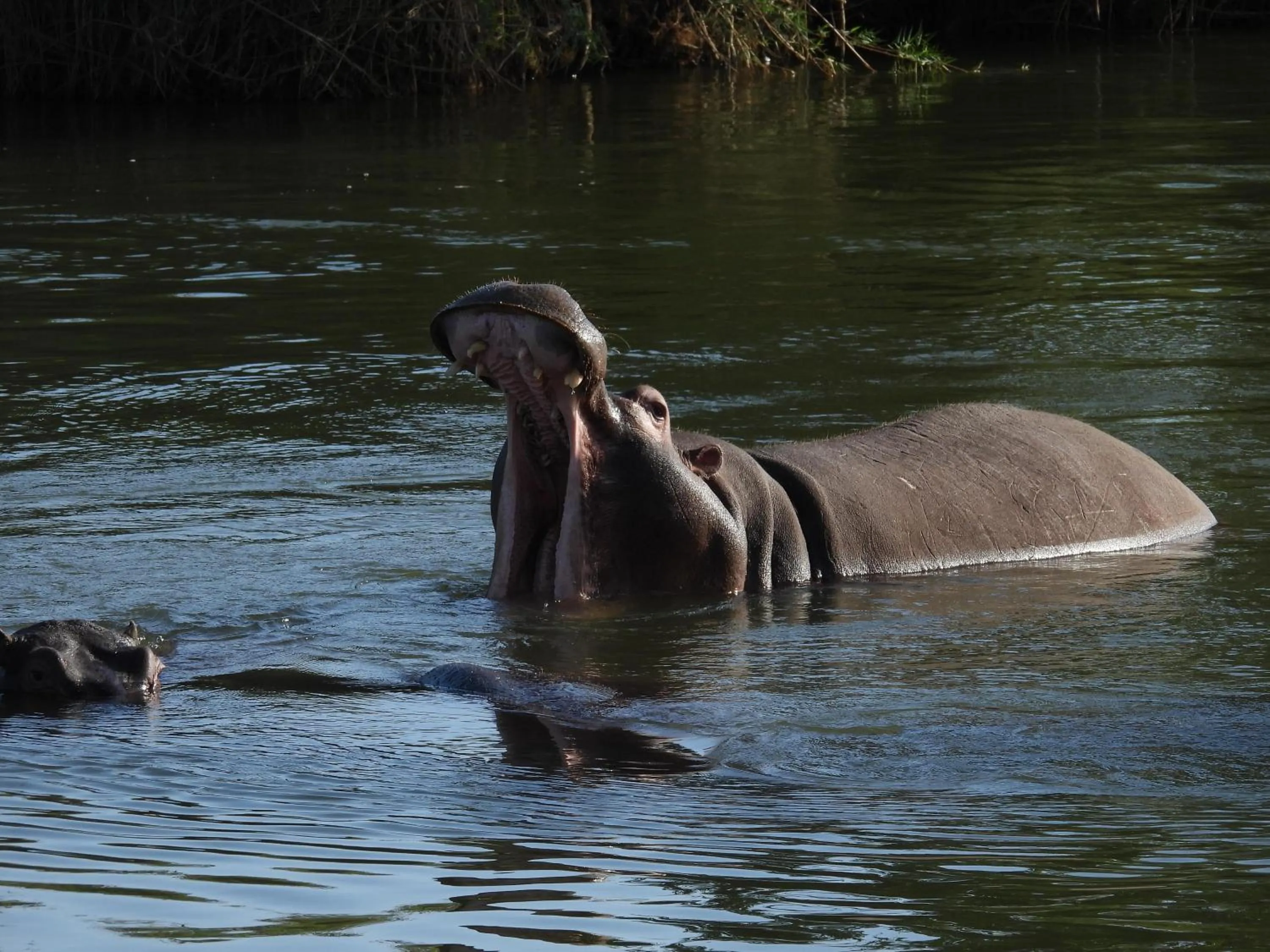 Pets in Sausage Tree Safari Camp