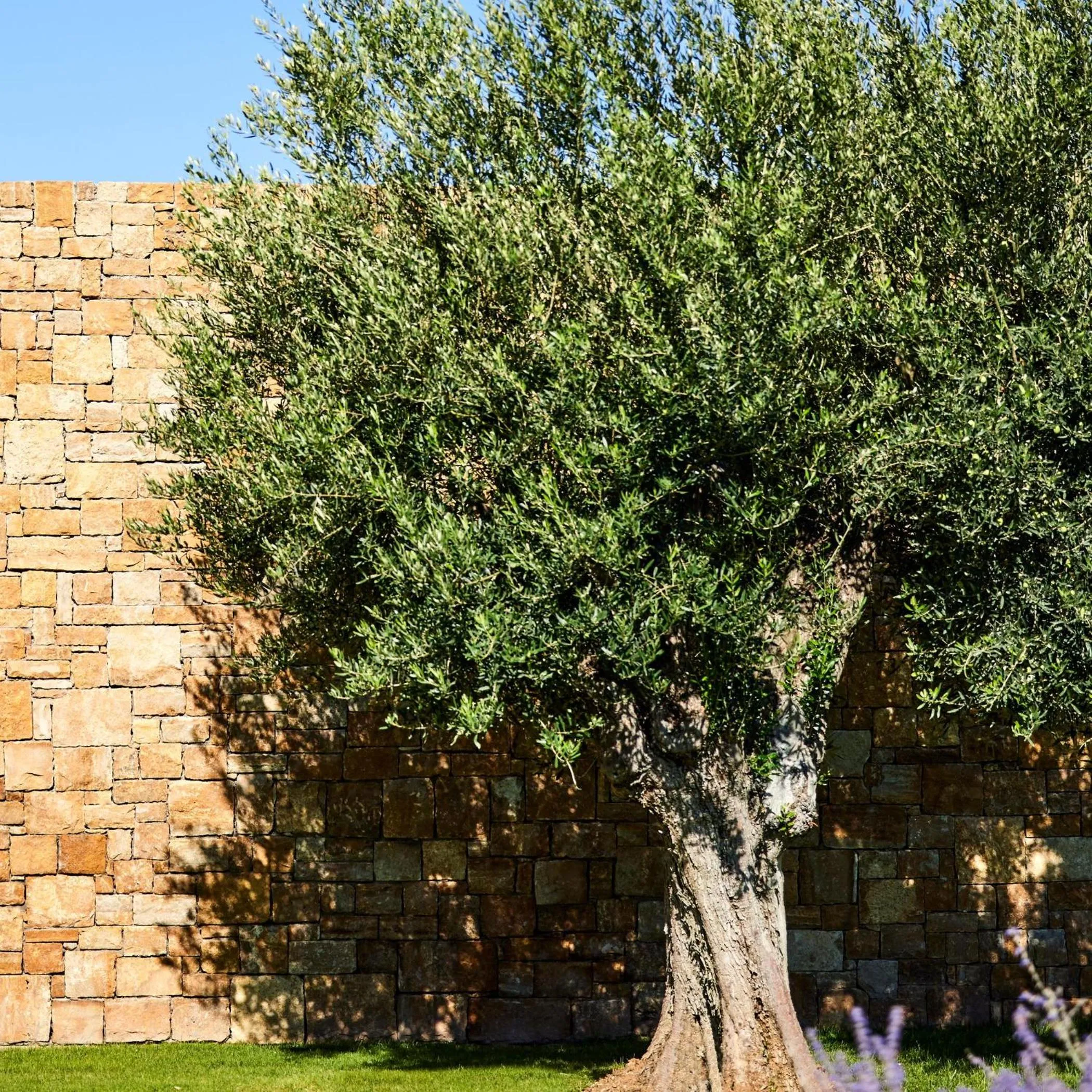 Garden in Ikos Olivia