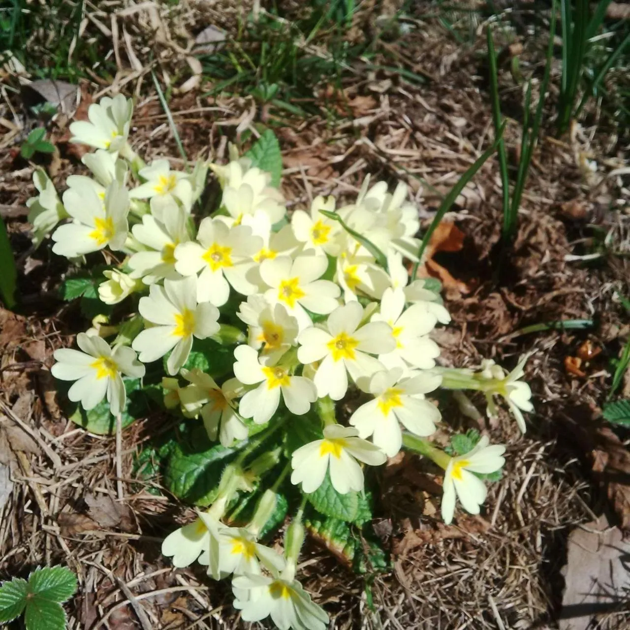 Spring in Cadorna Chalet