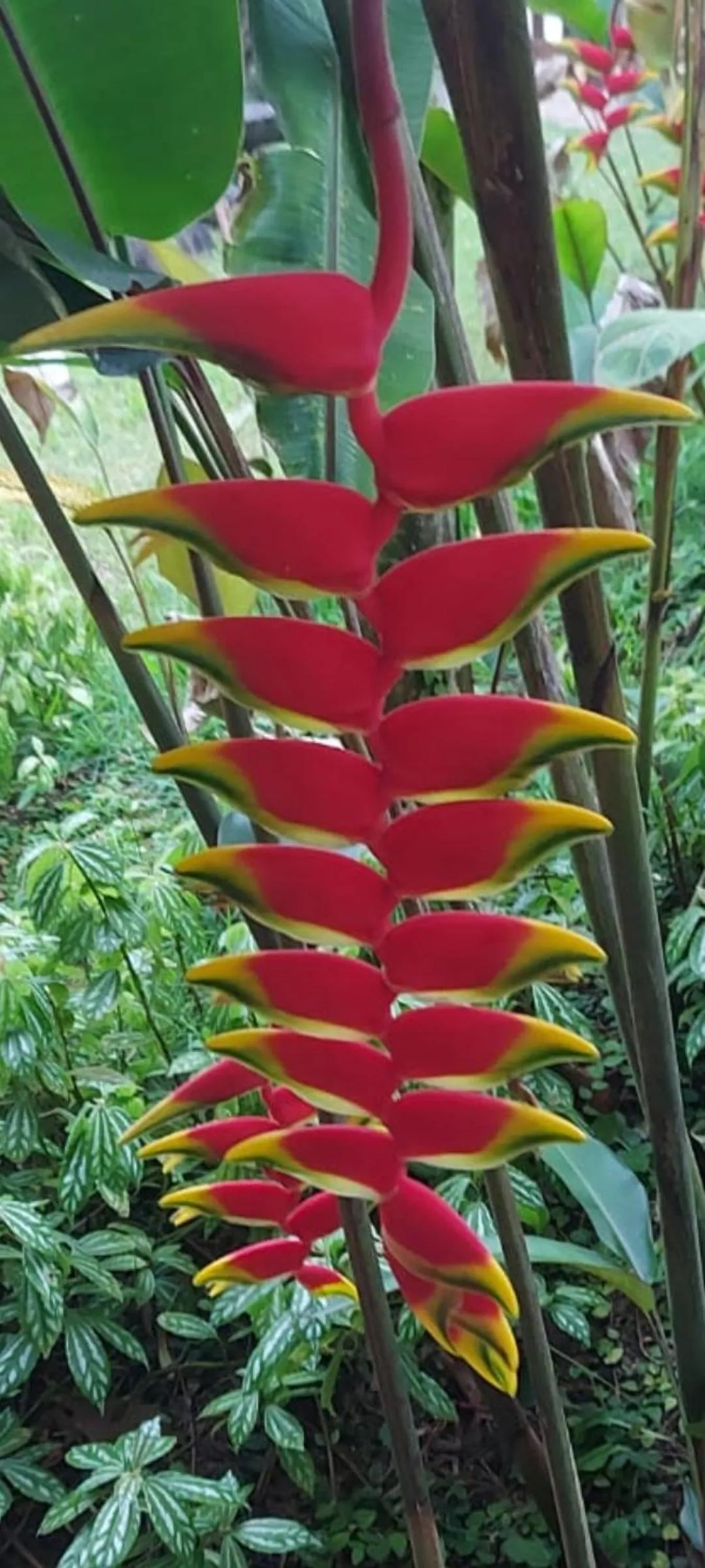 QUINTAL DA MATA