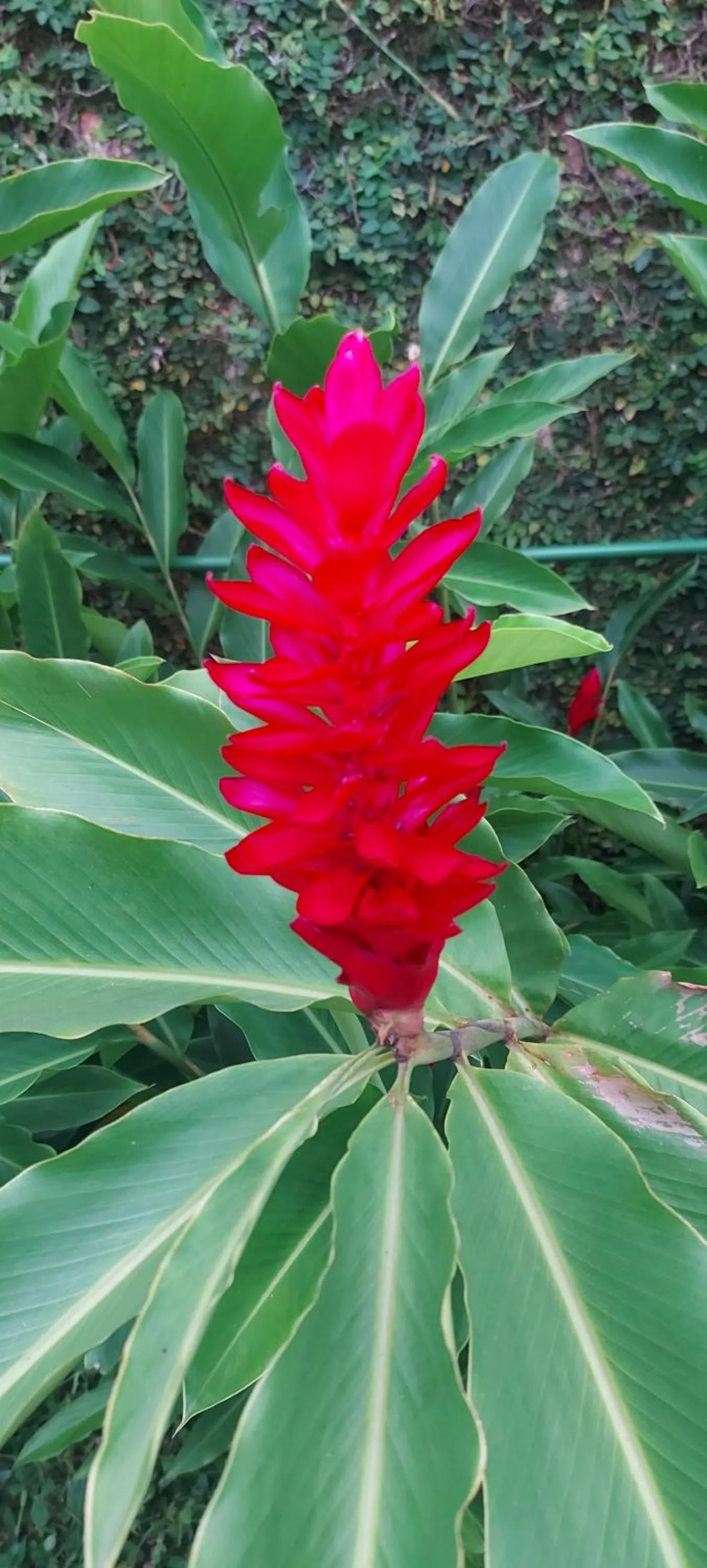 QUINTAL DA MATA