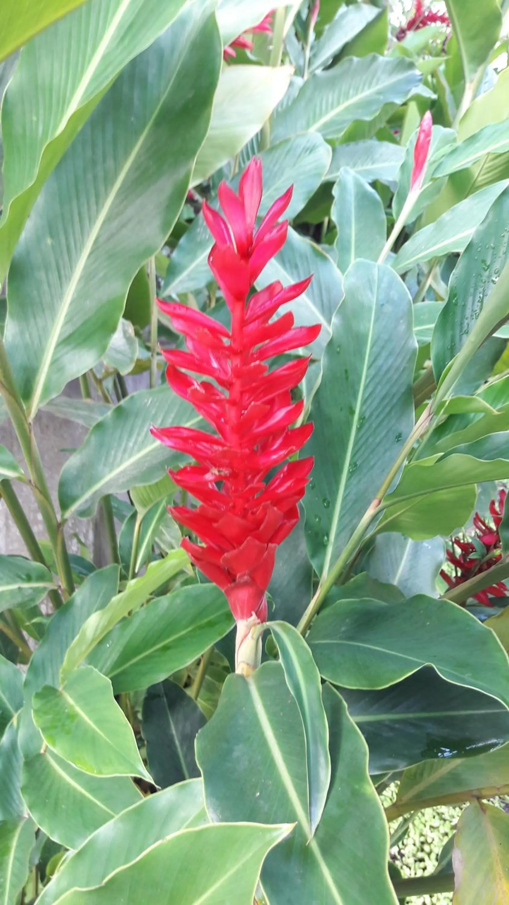 QUINTAL DA MATA