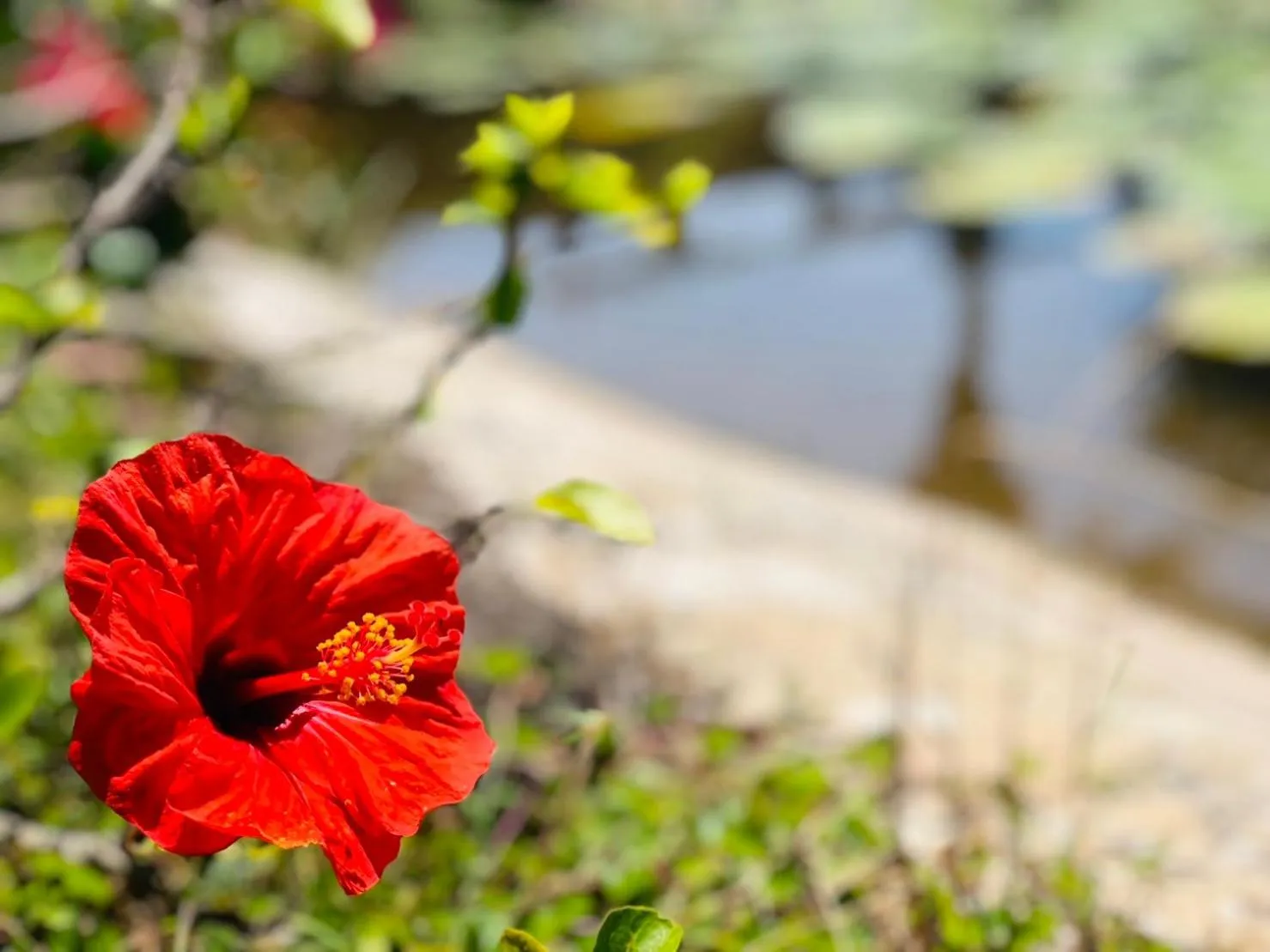 Garden view in Kenting Summerland Garden Resort