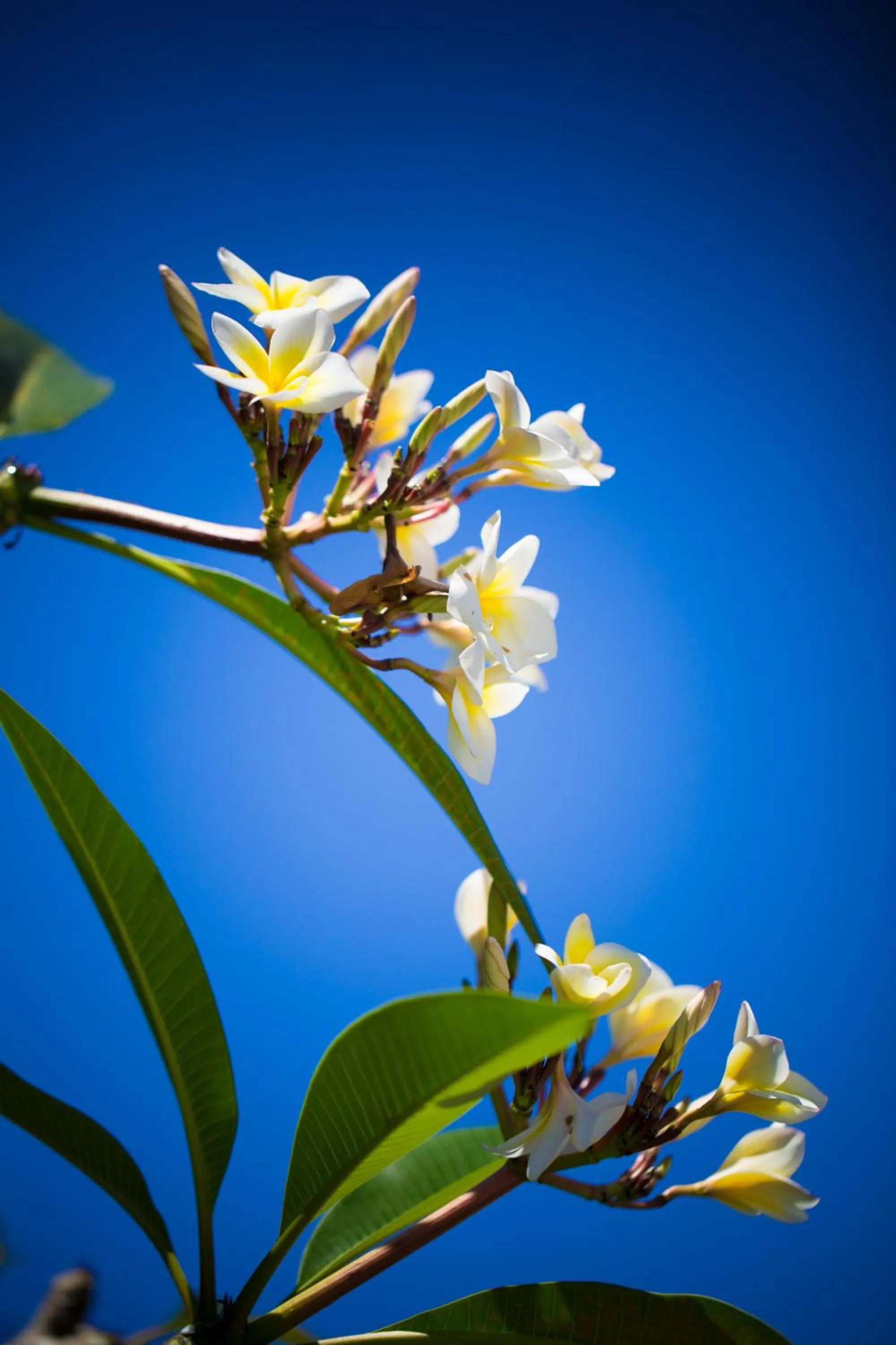 Other in Bali Chaya Hotel Legian